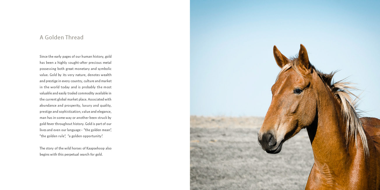 wild horse head shot