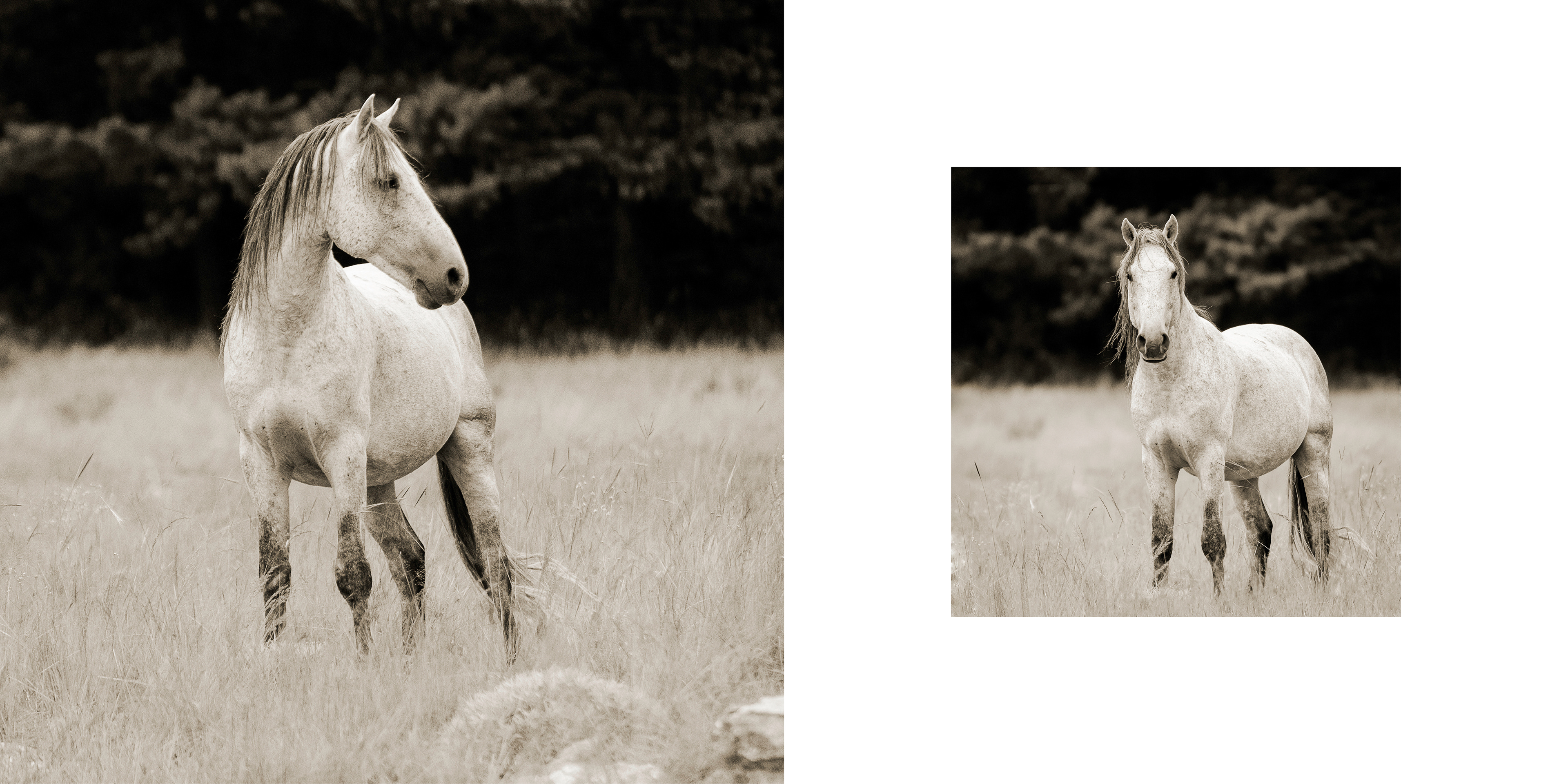 grey wild horse looking side ways and to the front