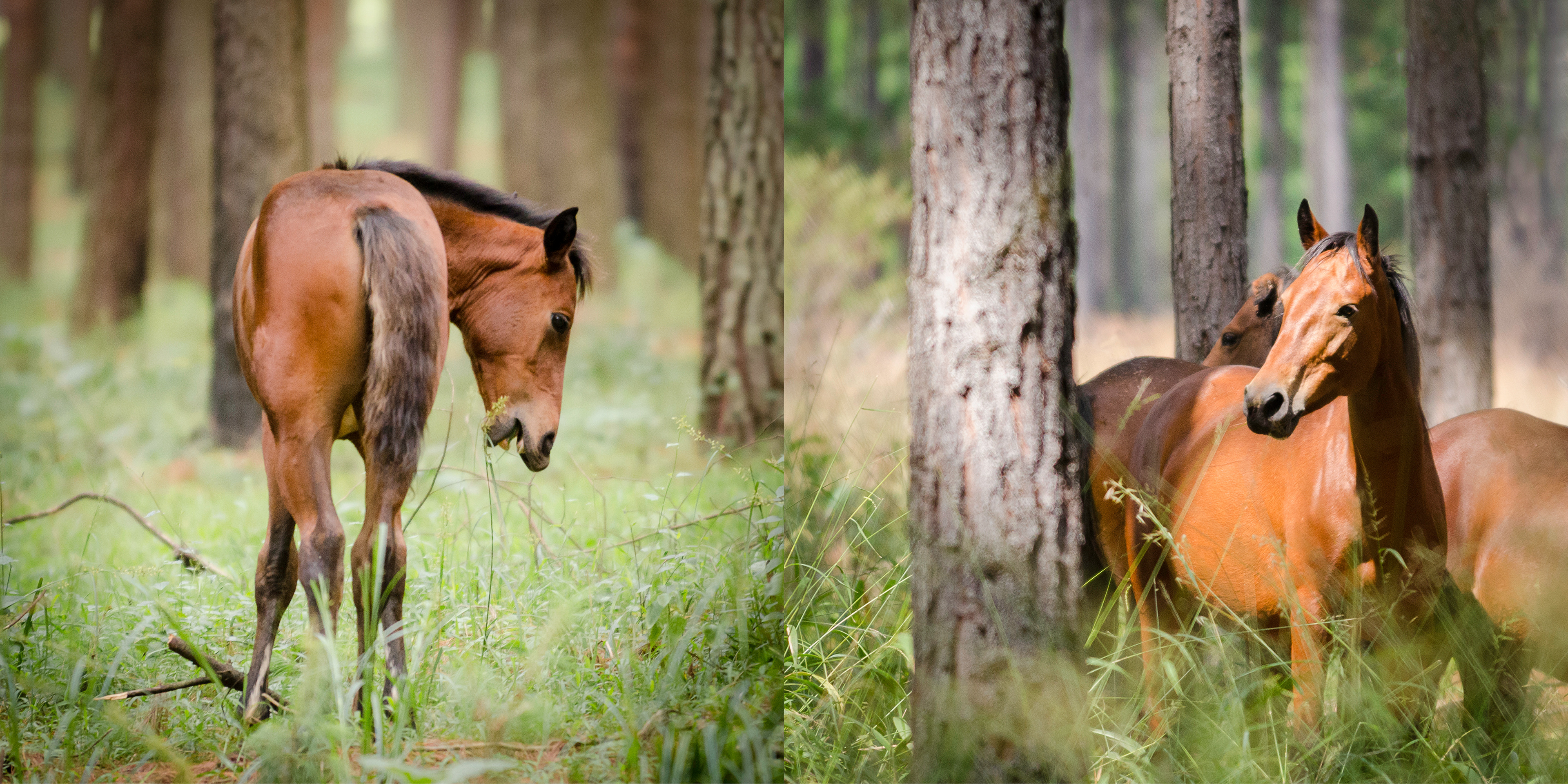 Wild horses amongst the pine trees