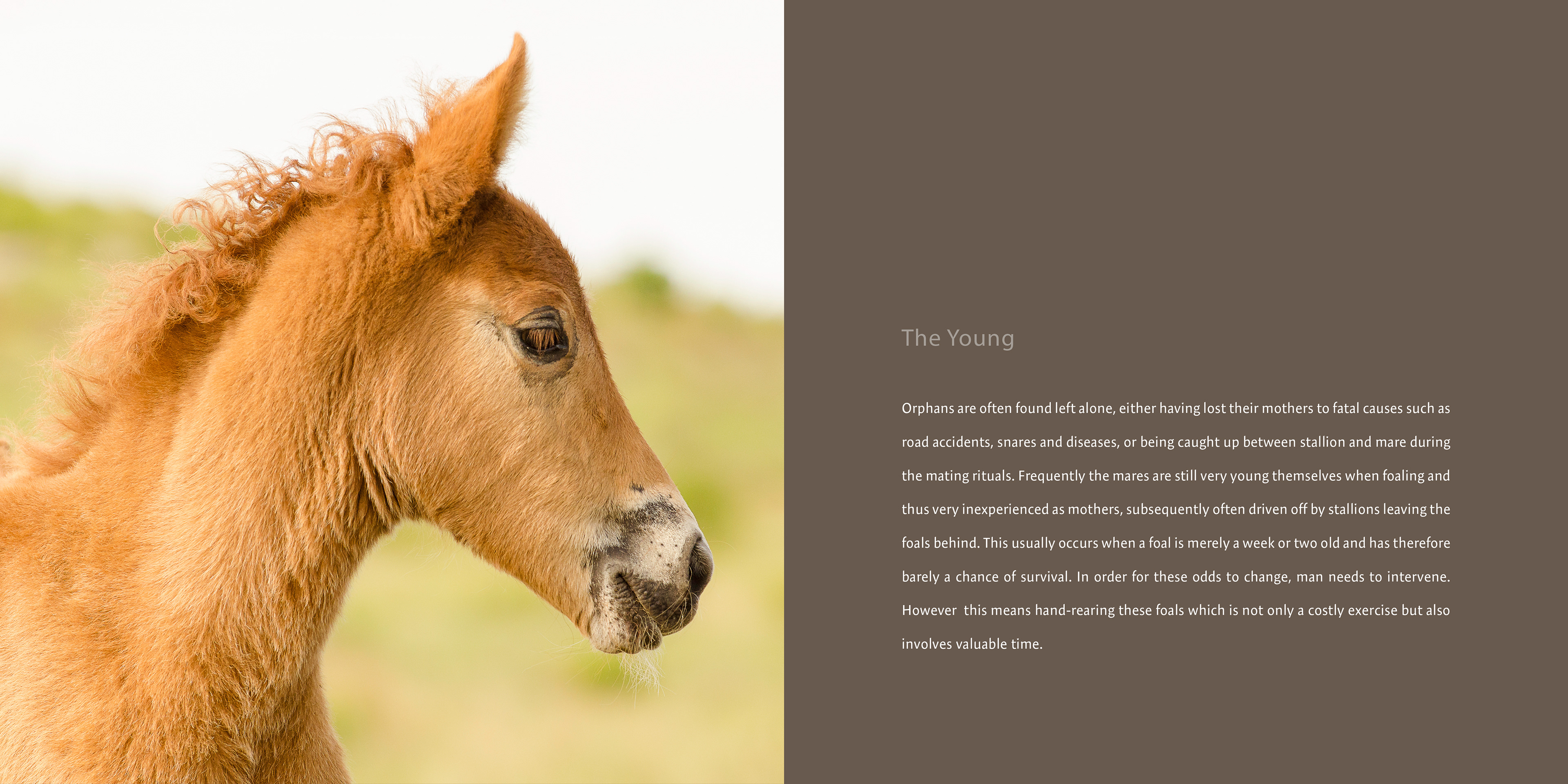 wild horse foal