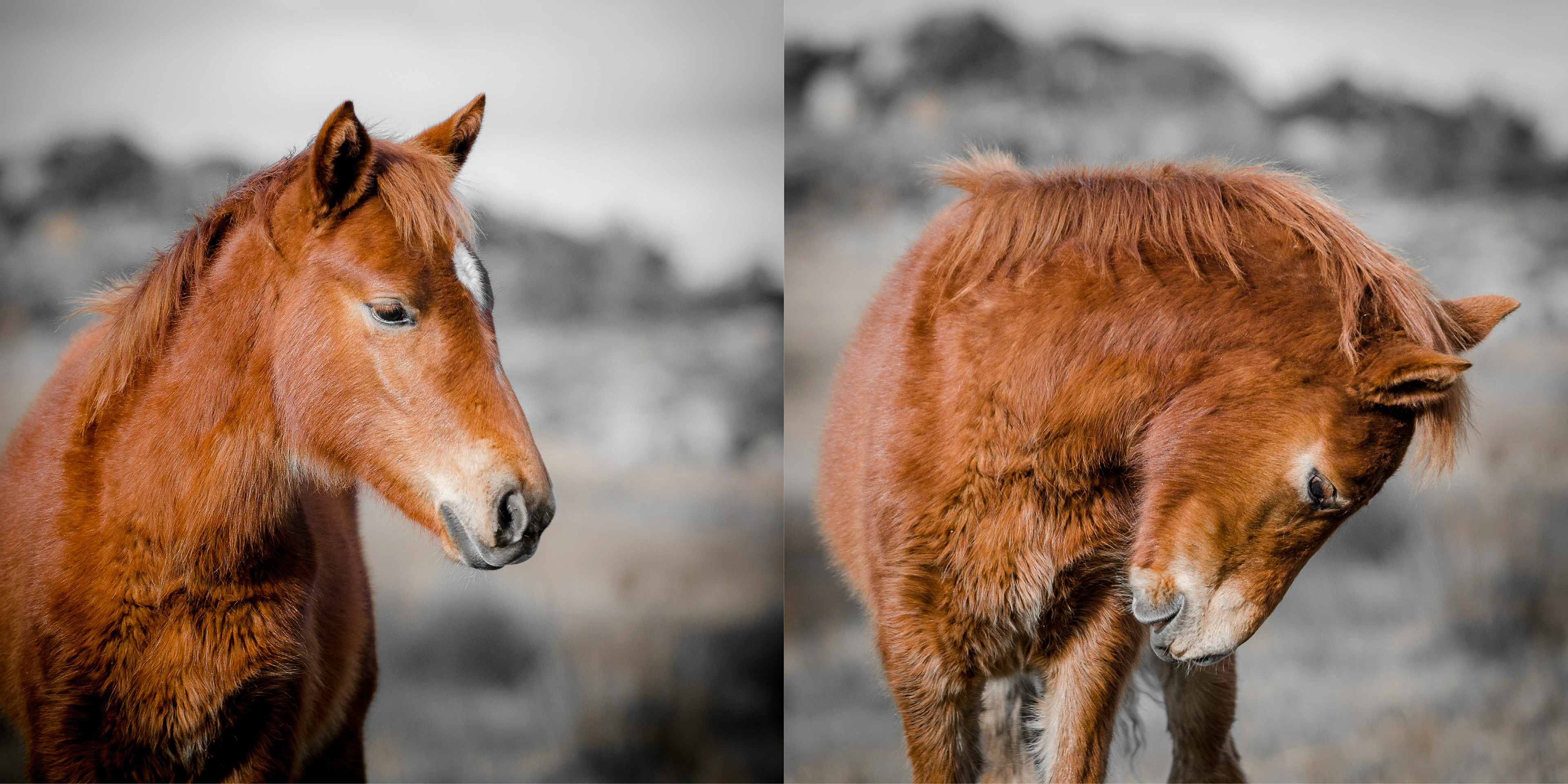 young wild horse