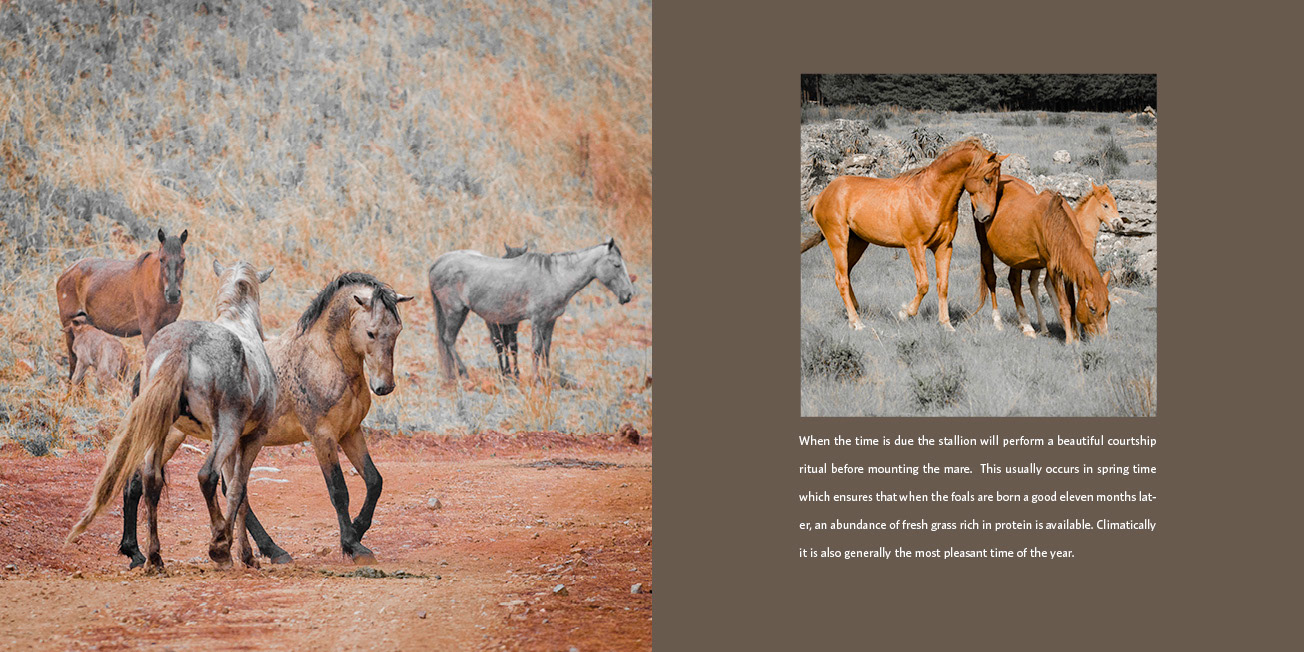 Kaapsehoop Wild Horses - Wild Horse Book