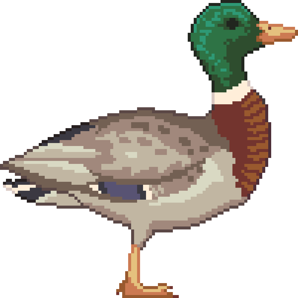 Mallard Duck
