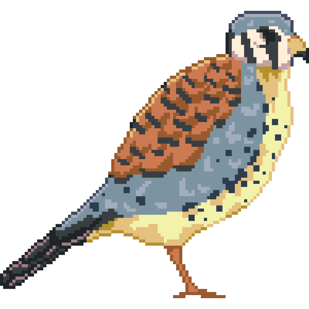 American Kestrel