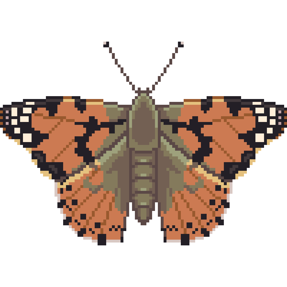 Butterfly/Moth Portraits | 2023