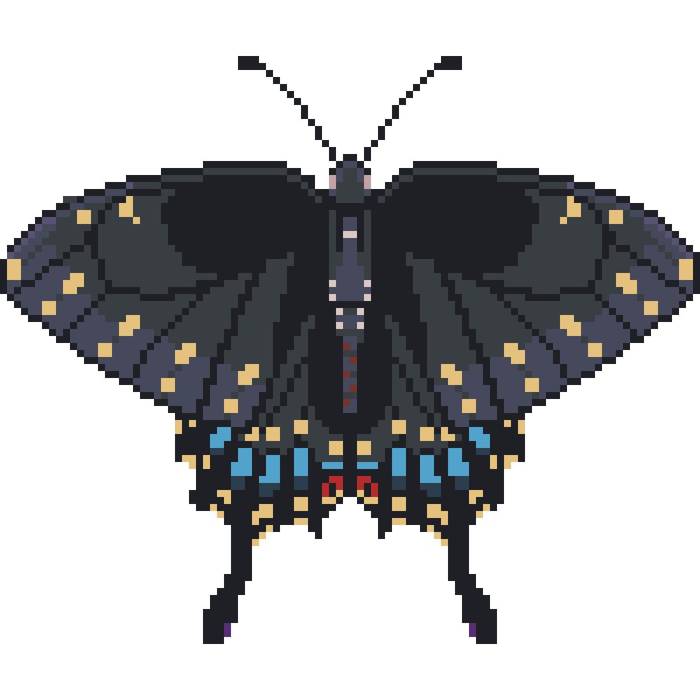 Black Swallowtail