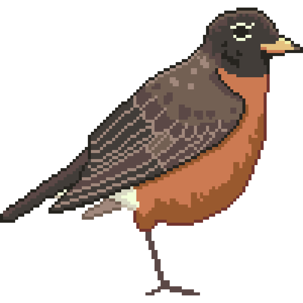 American Robin