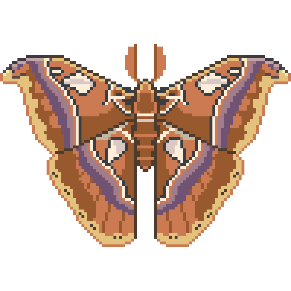 Atlas Moth