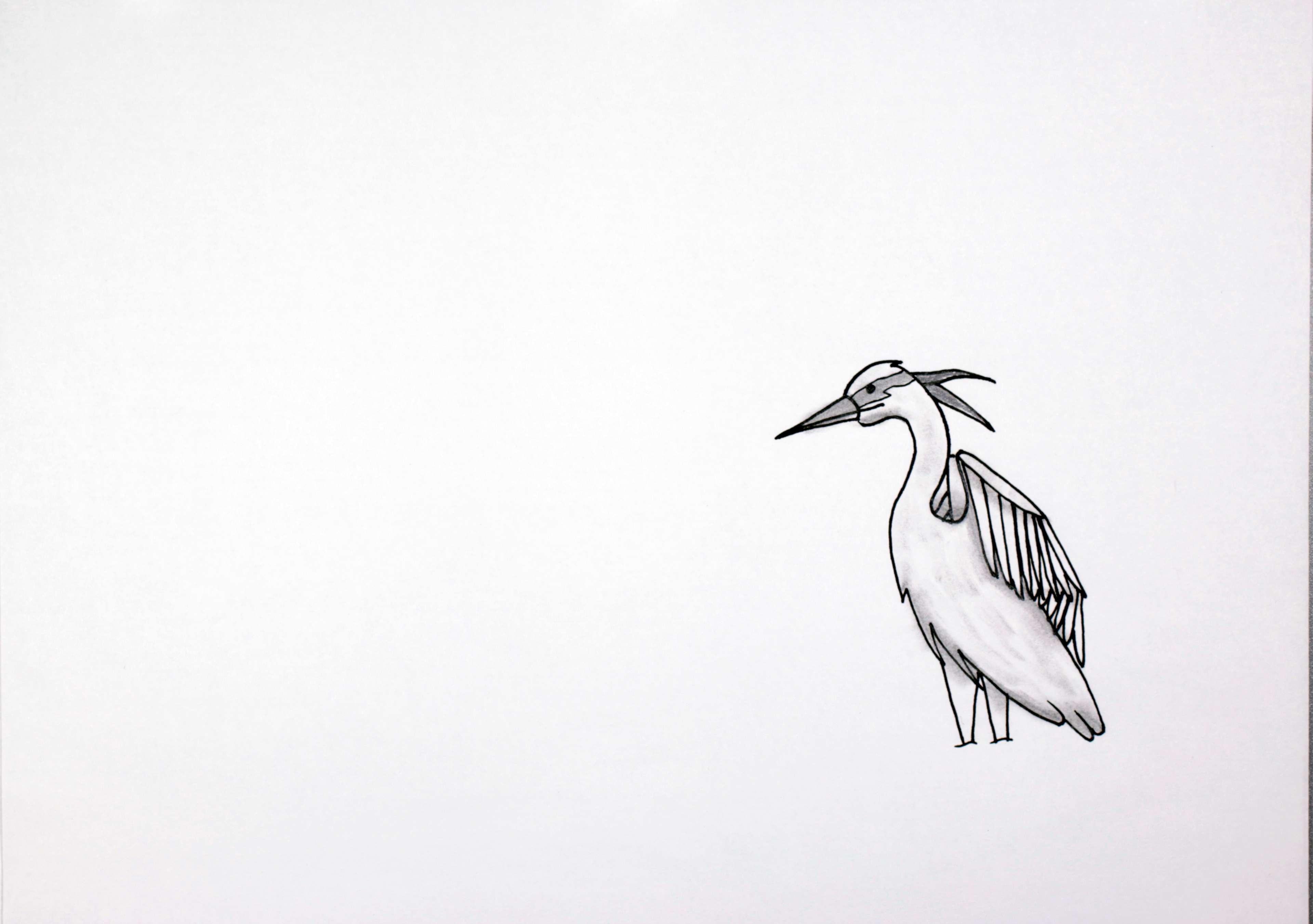 Heron Ruffling Feathers