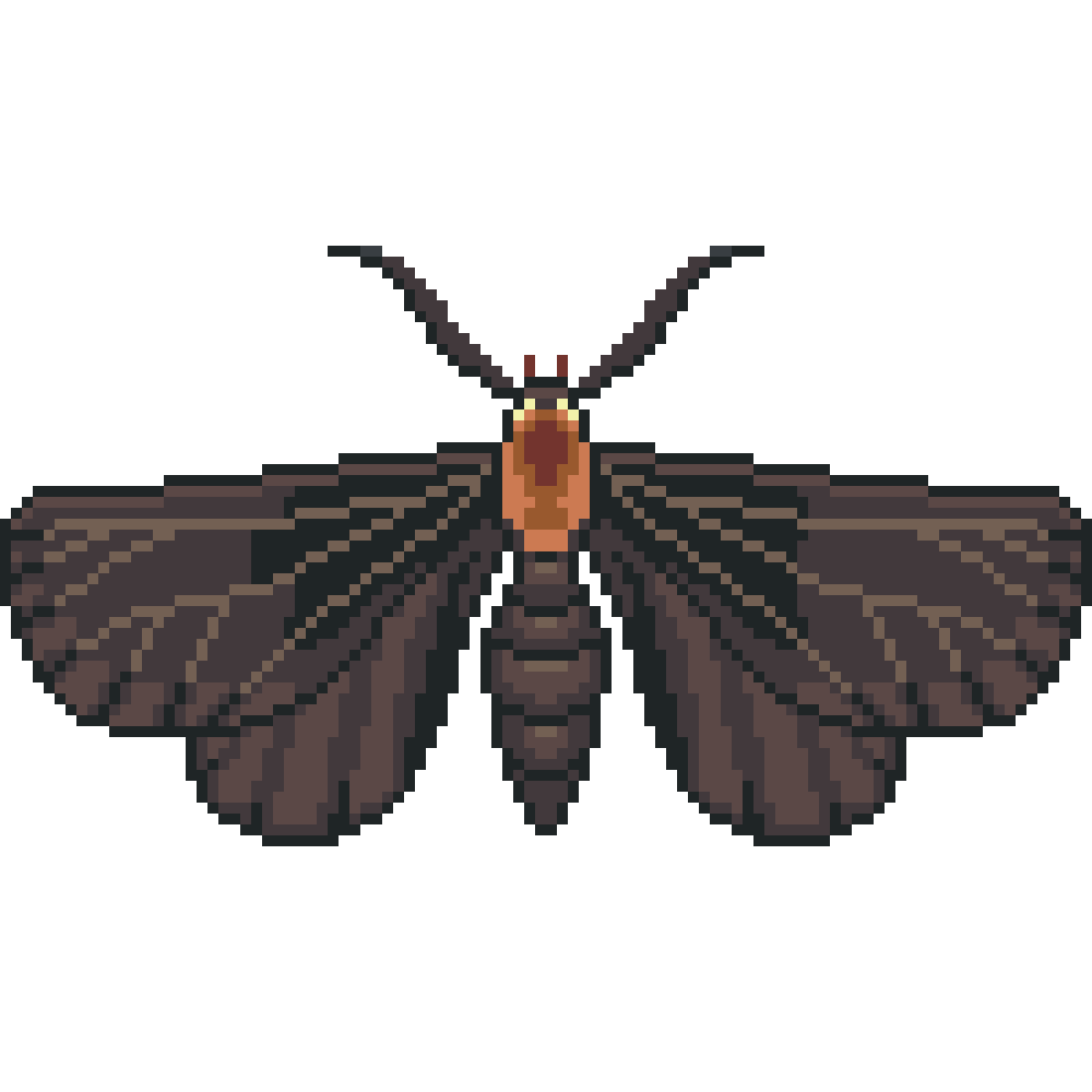White-Tipped Black Moth