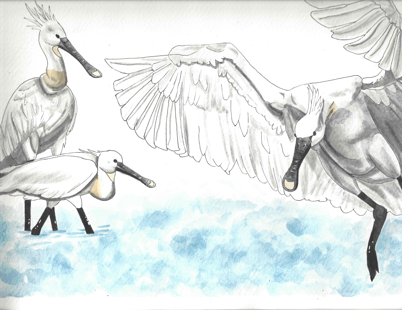 Study  |  Watercolor  |  2022