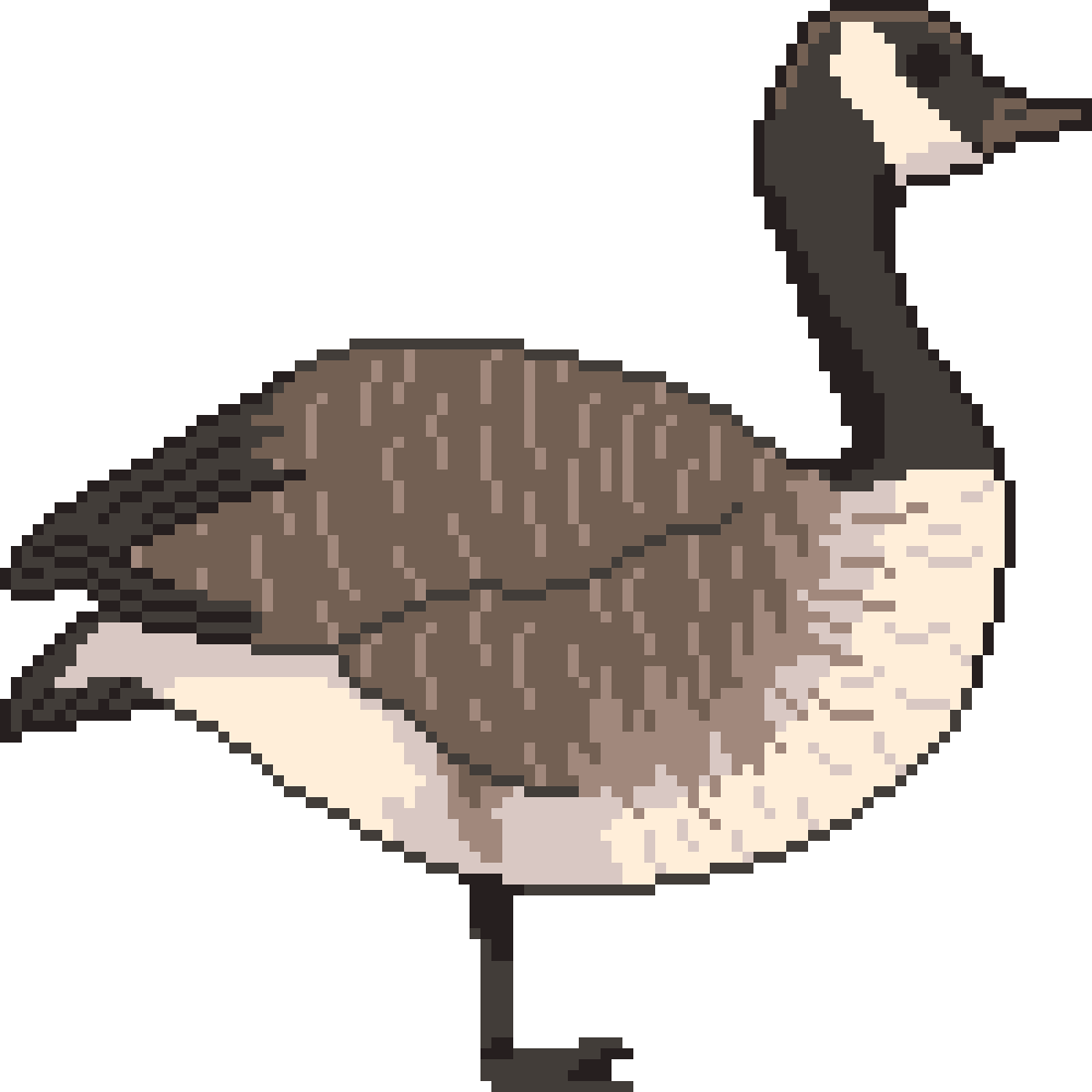Canada Goose
