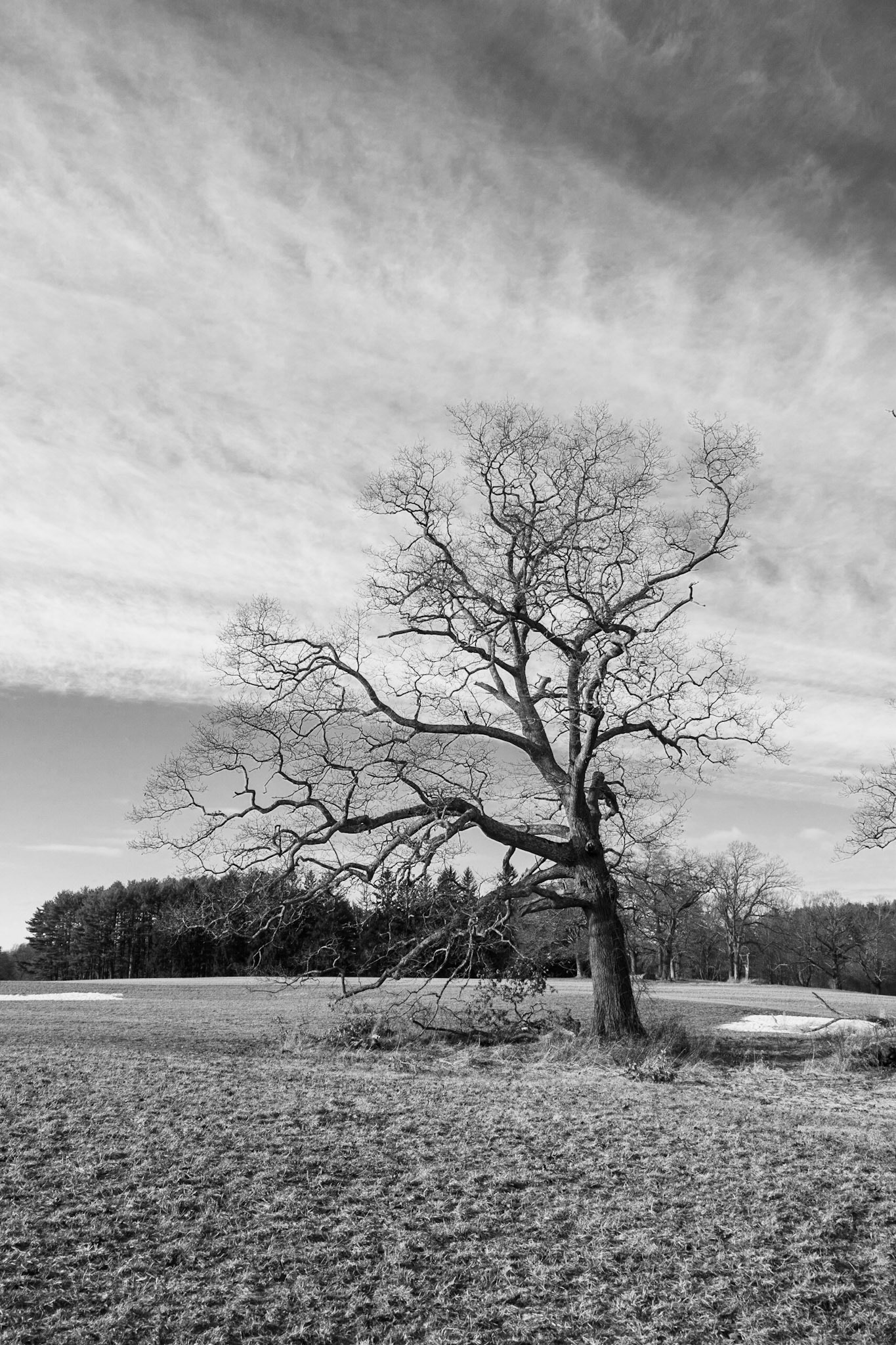 Appleton Tree 2