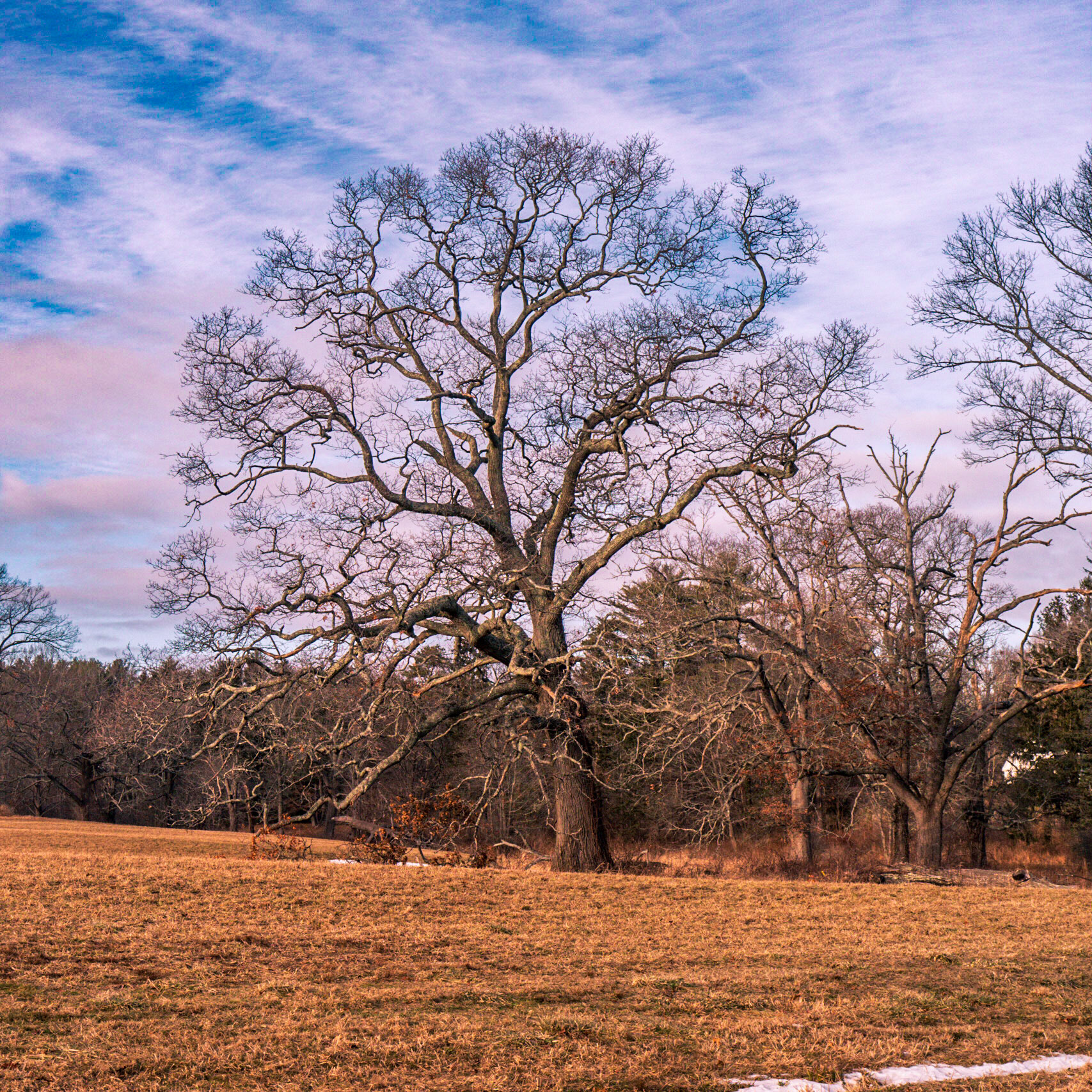 Appleton Trees (1 of 2)