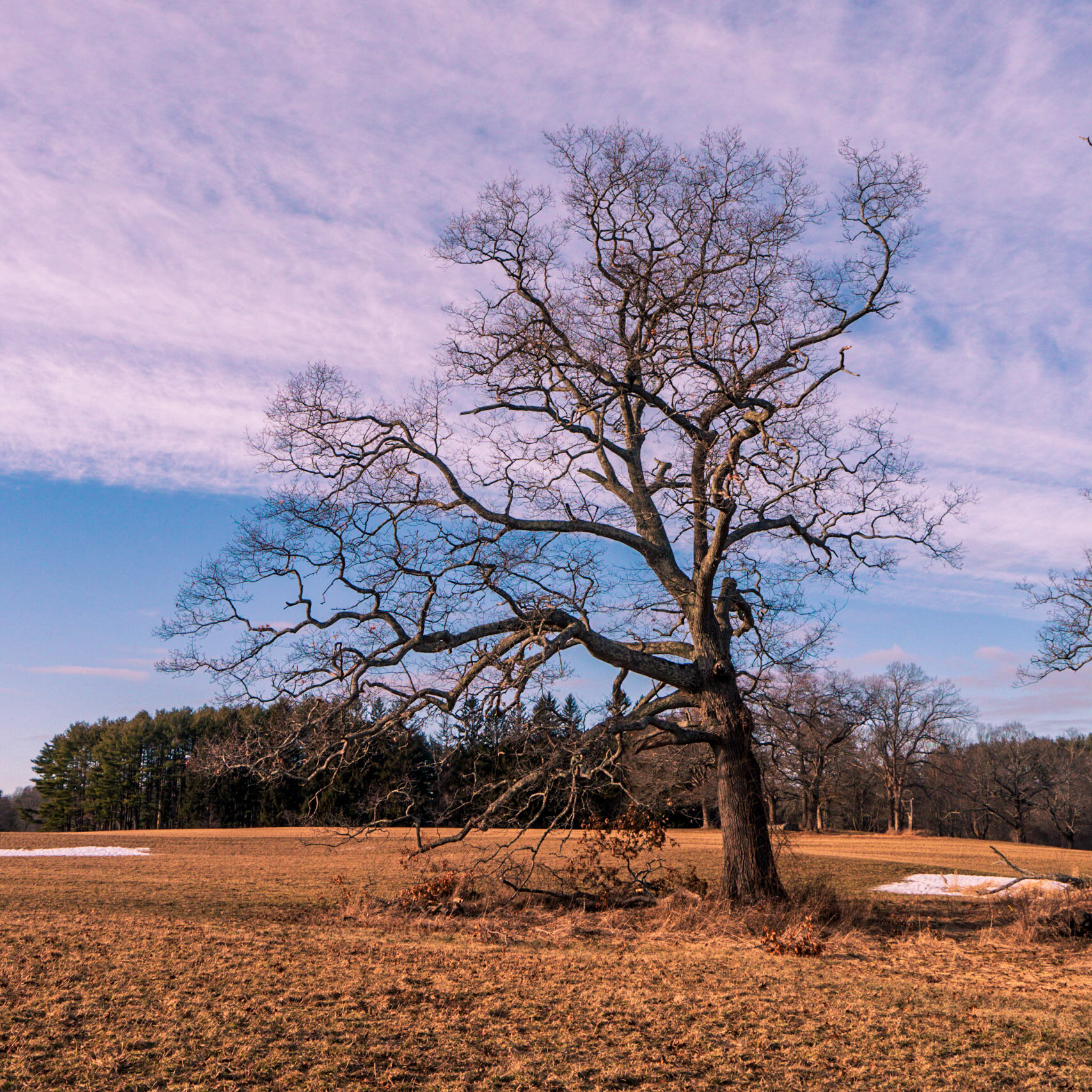 Appleton Trees (2 of 2)