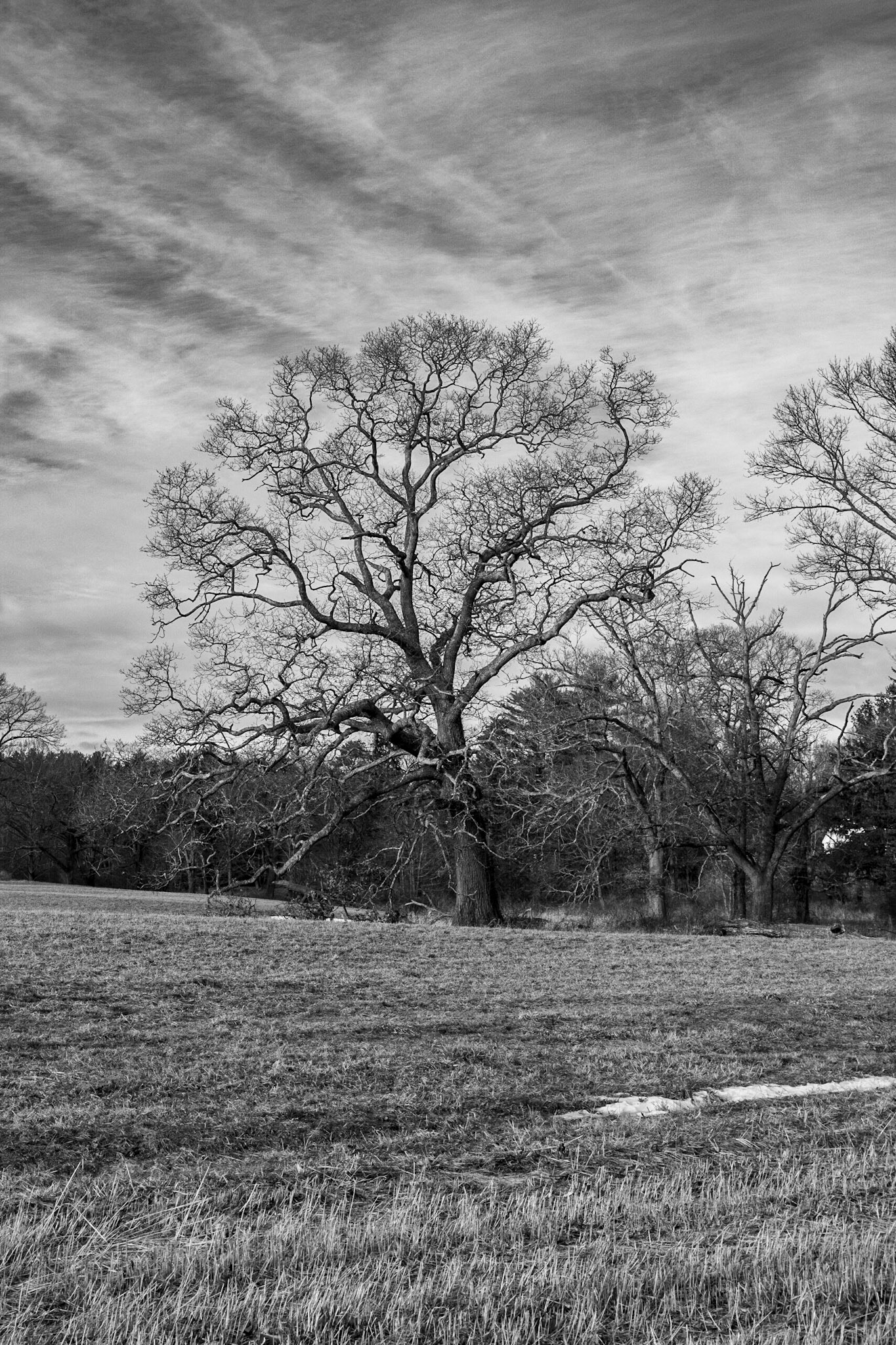 Appleton Tree 1