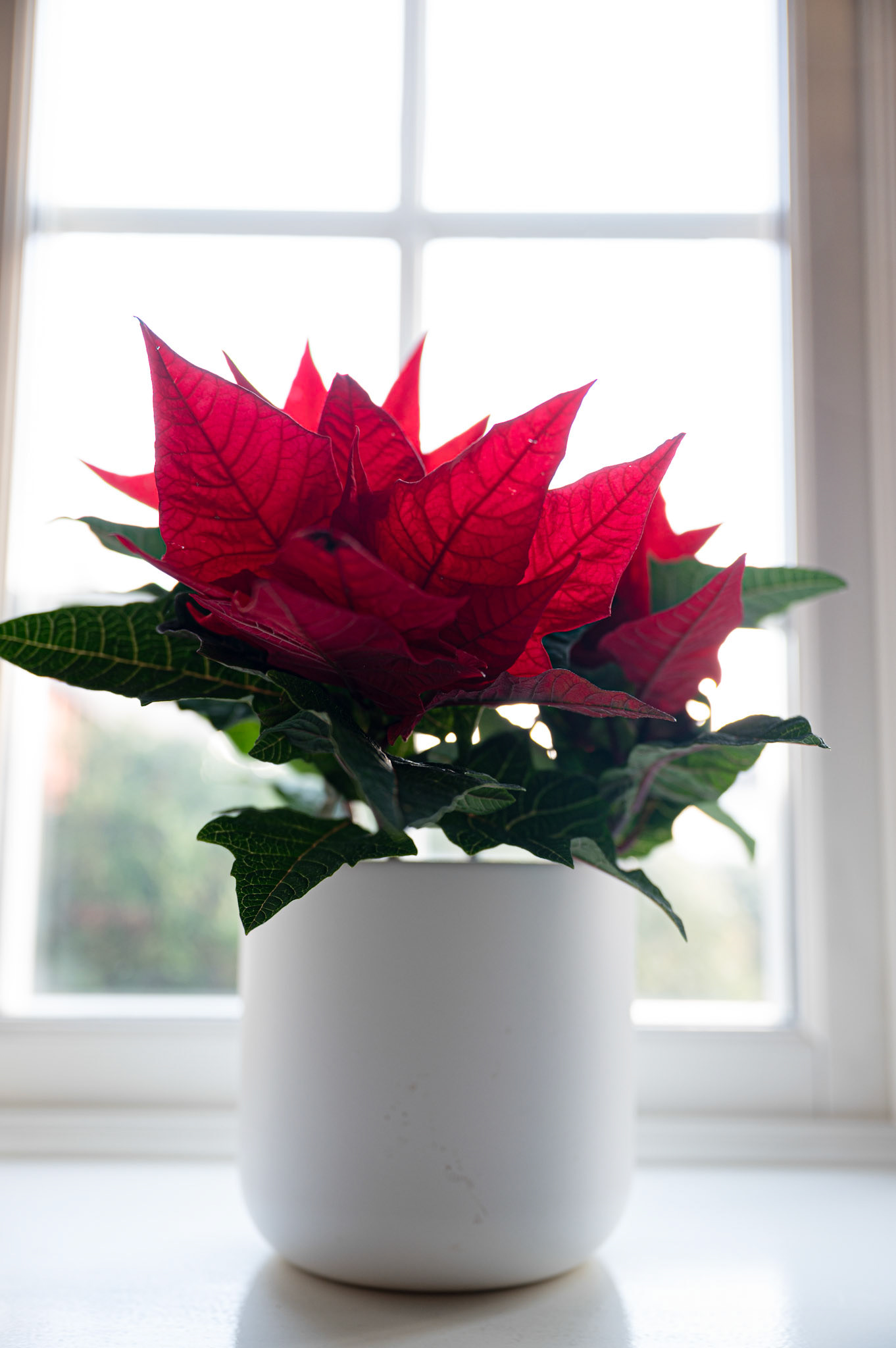 Julstjärna (pointsettia) can live up to two years! Don't discard these beautiful plants after the Christmas season.