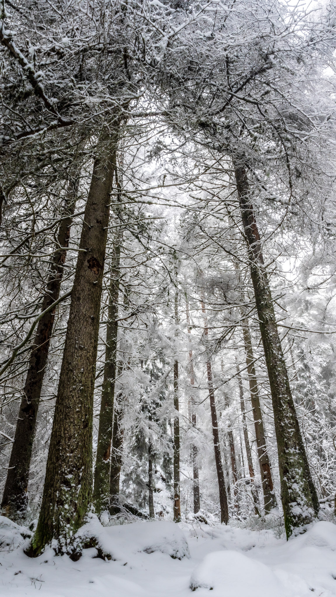 It is good to see old forest.