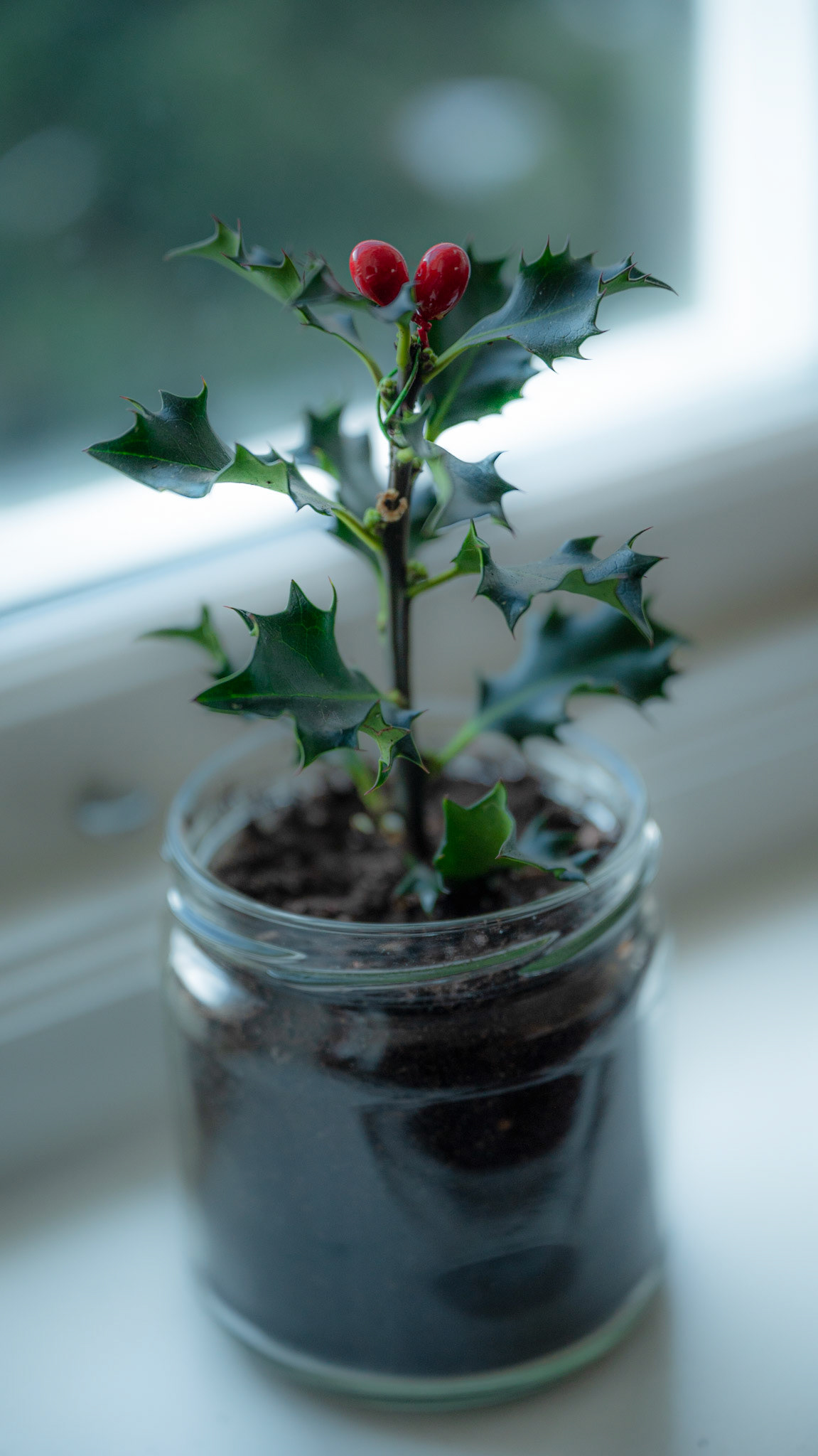 We adorned the house with holly in small jars that filled the house with tiny splashes of Christmas red.