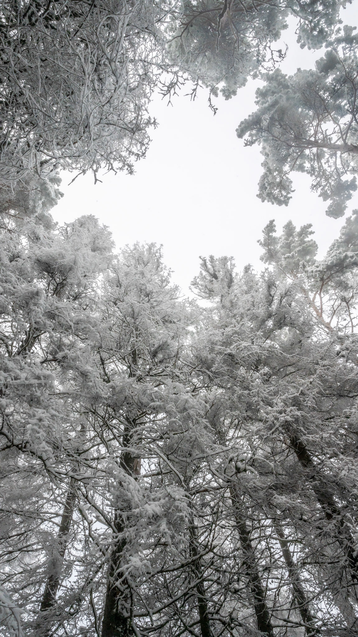 The treetops covered in snow are magical.