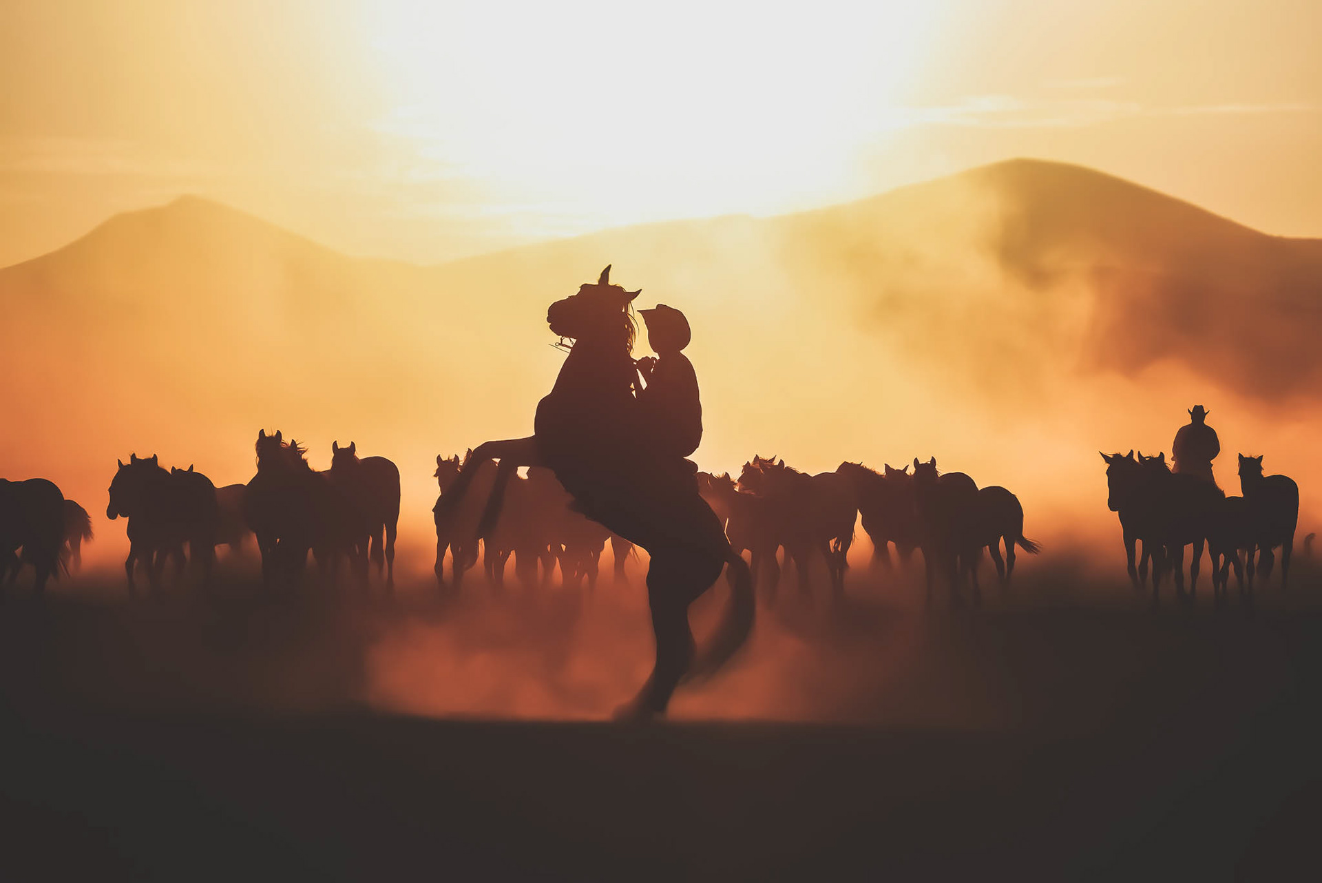 Wild Yılkı Horses in Kayseri, Türkiye