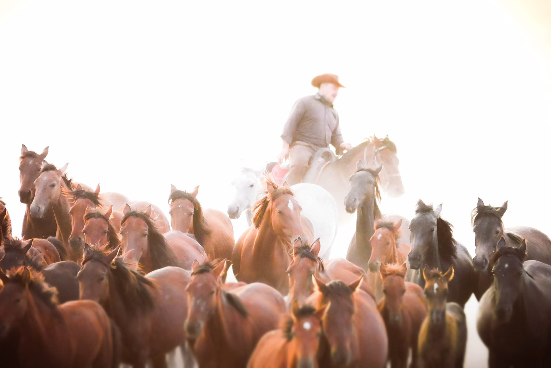 Wild Yılkı Horses in Kayseri, Türkiye