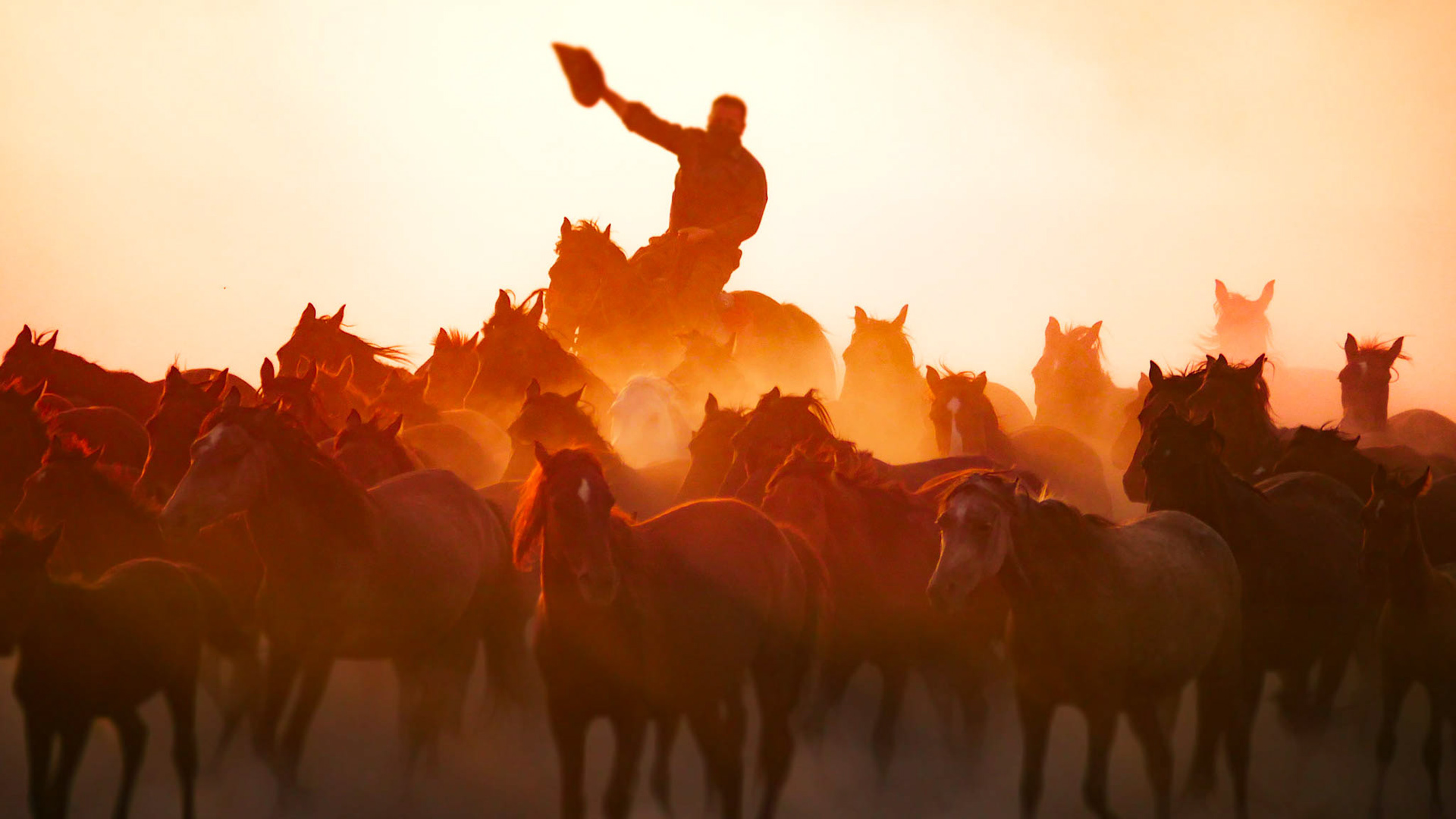 Wild Yılkı Horses in Kayseri, Türkiye