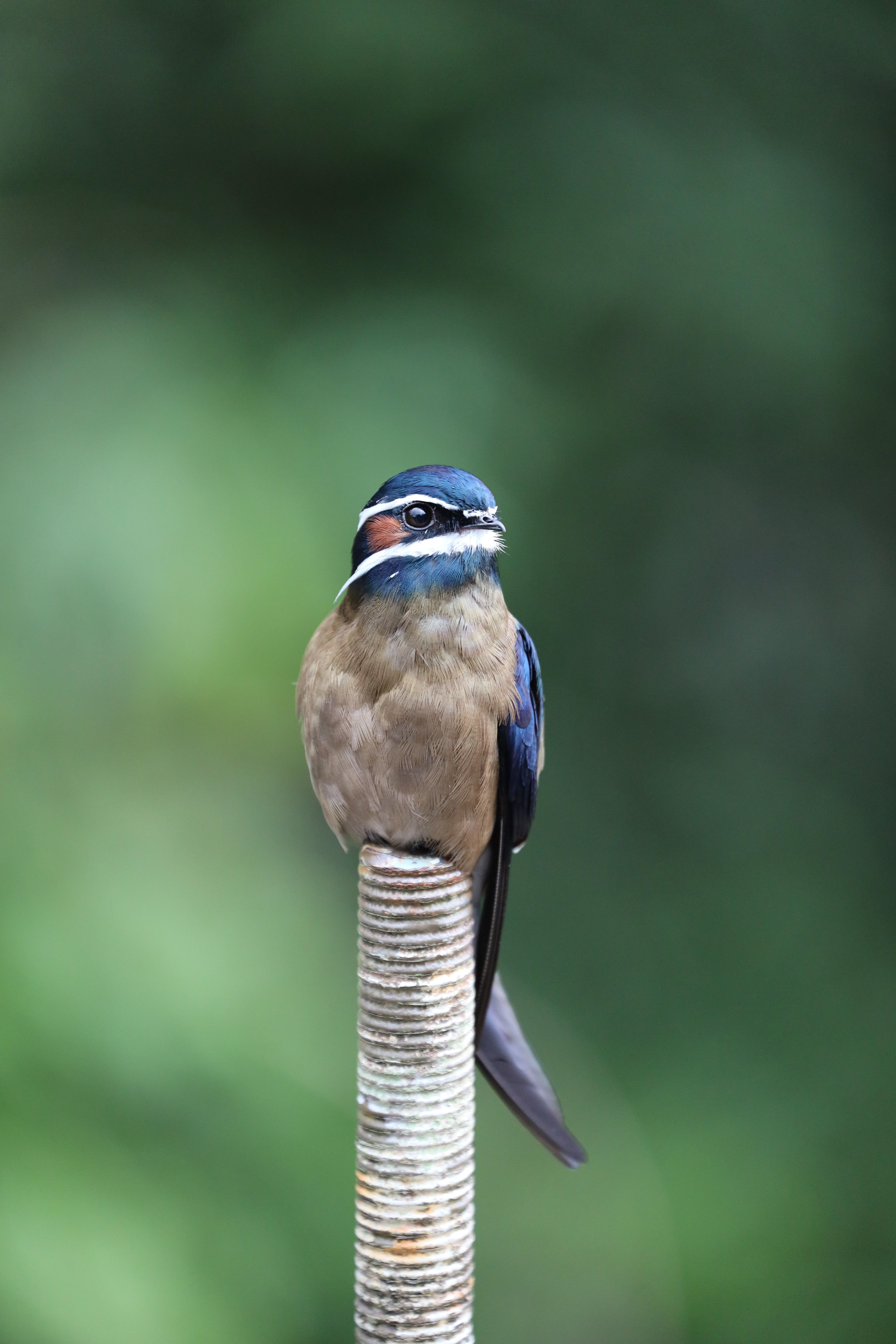 MKPHOTO, Tierfotograf Aarau, Wildtiere in Südostasien, Whiskered Treeswift (Ohrensegler) in Borneo