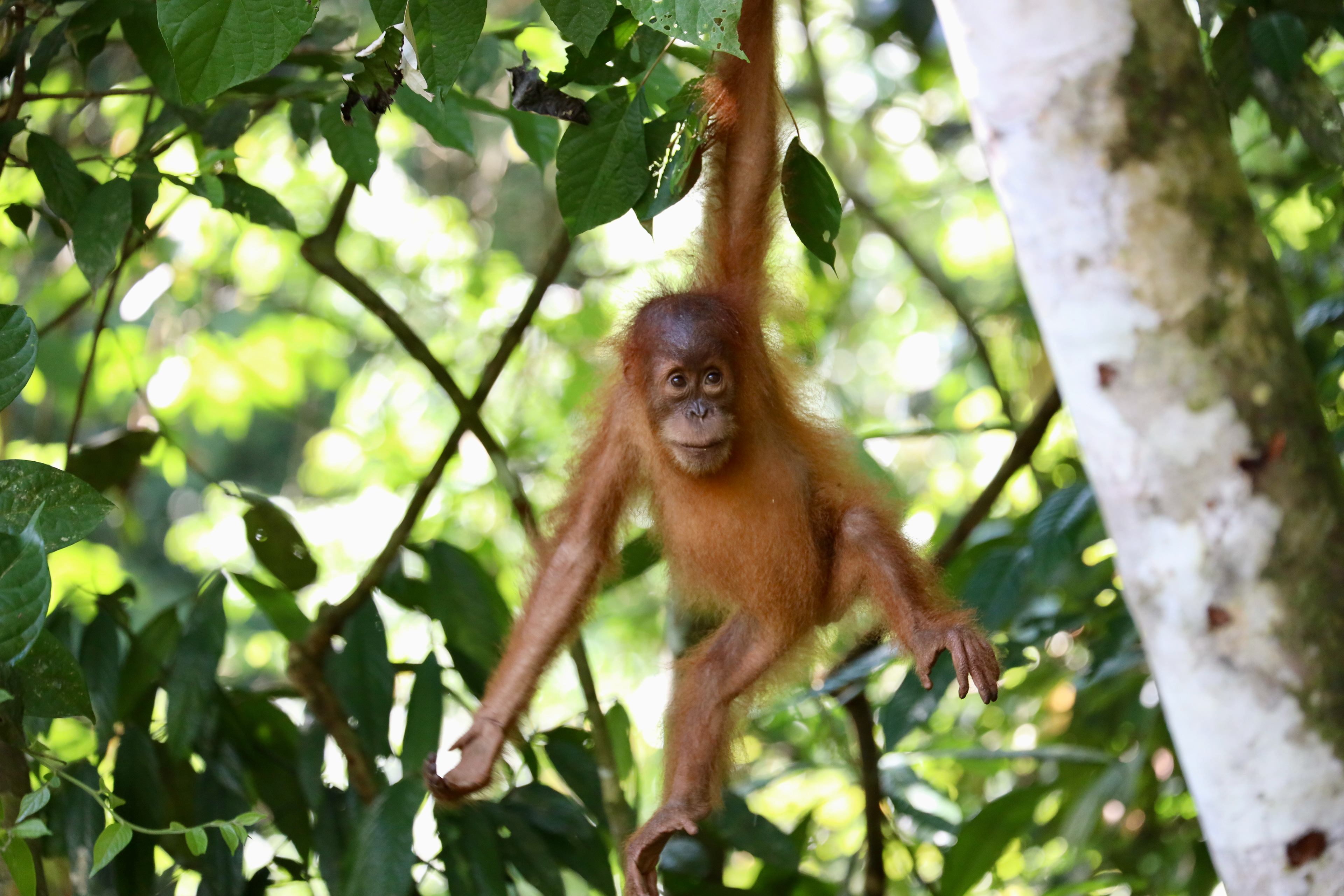 MKPHOTO, Tierfotograf Aarau, Wildtiere in Südostasien, Orangutan Baby im Gurung Leuser Nationalpark in Sumatra. 