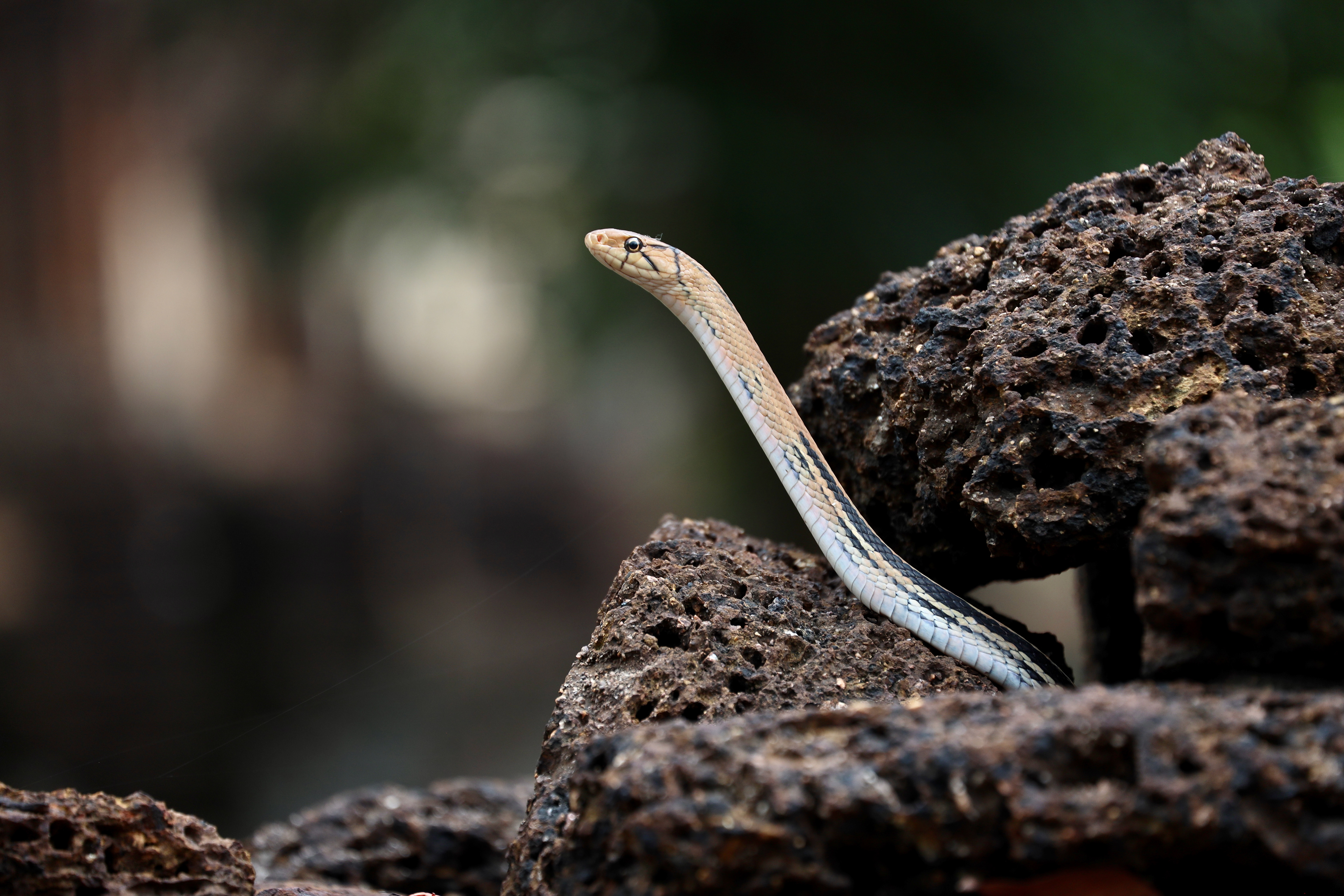 MKPHOTO, Tierfotograf Aarau, Wildtiere in Südostasien, Strahlennatter in Sukhothai, Thailand. 