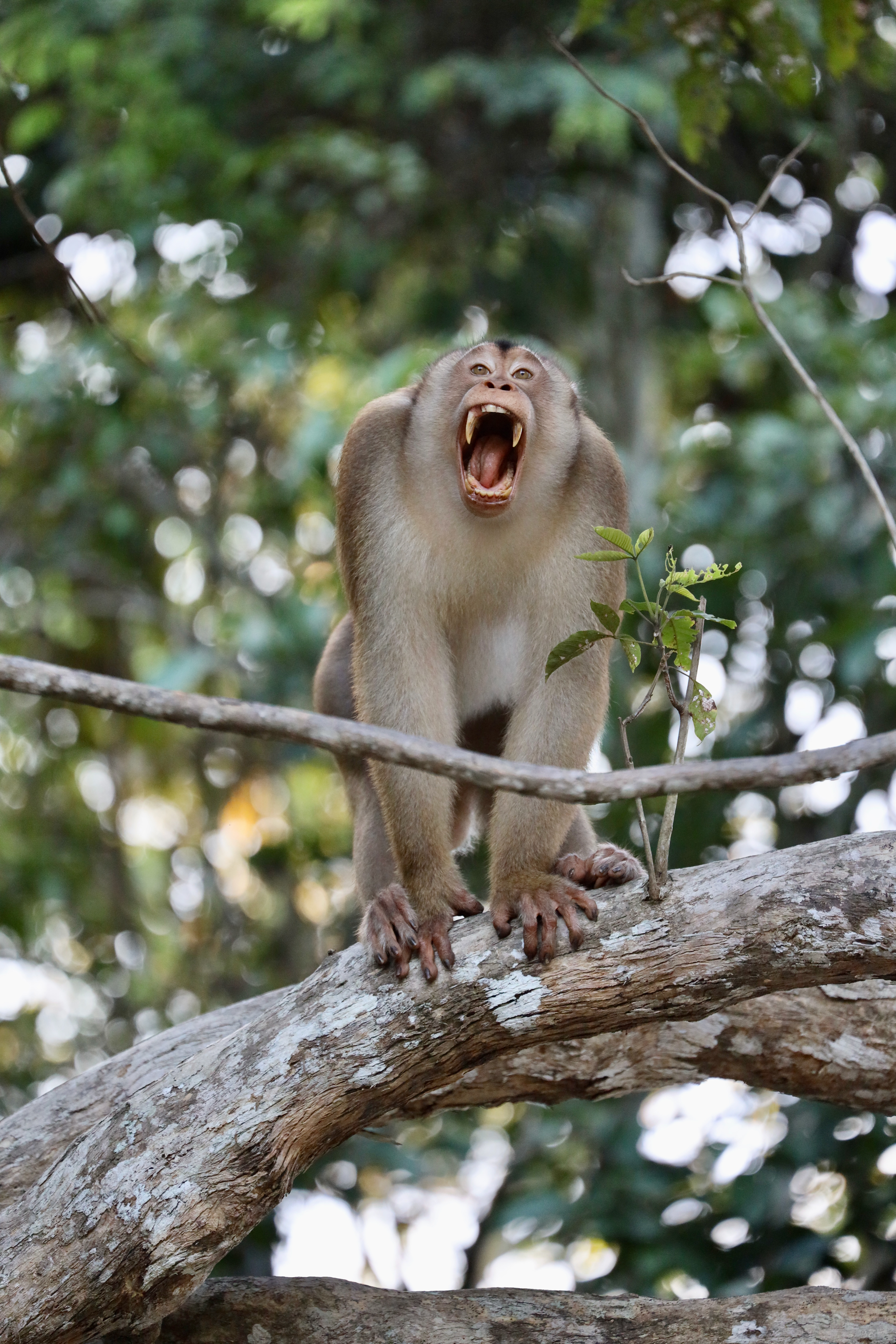 MKPHOTO, Tierfotograf Aarau, Wildtiere in Südostasien, Aggressiver Makake  in Borneo. 