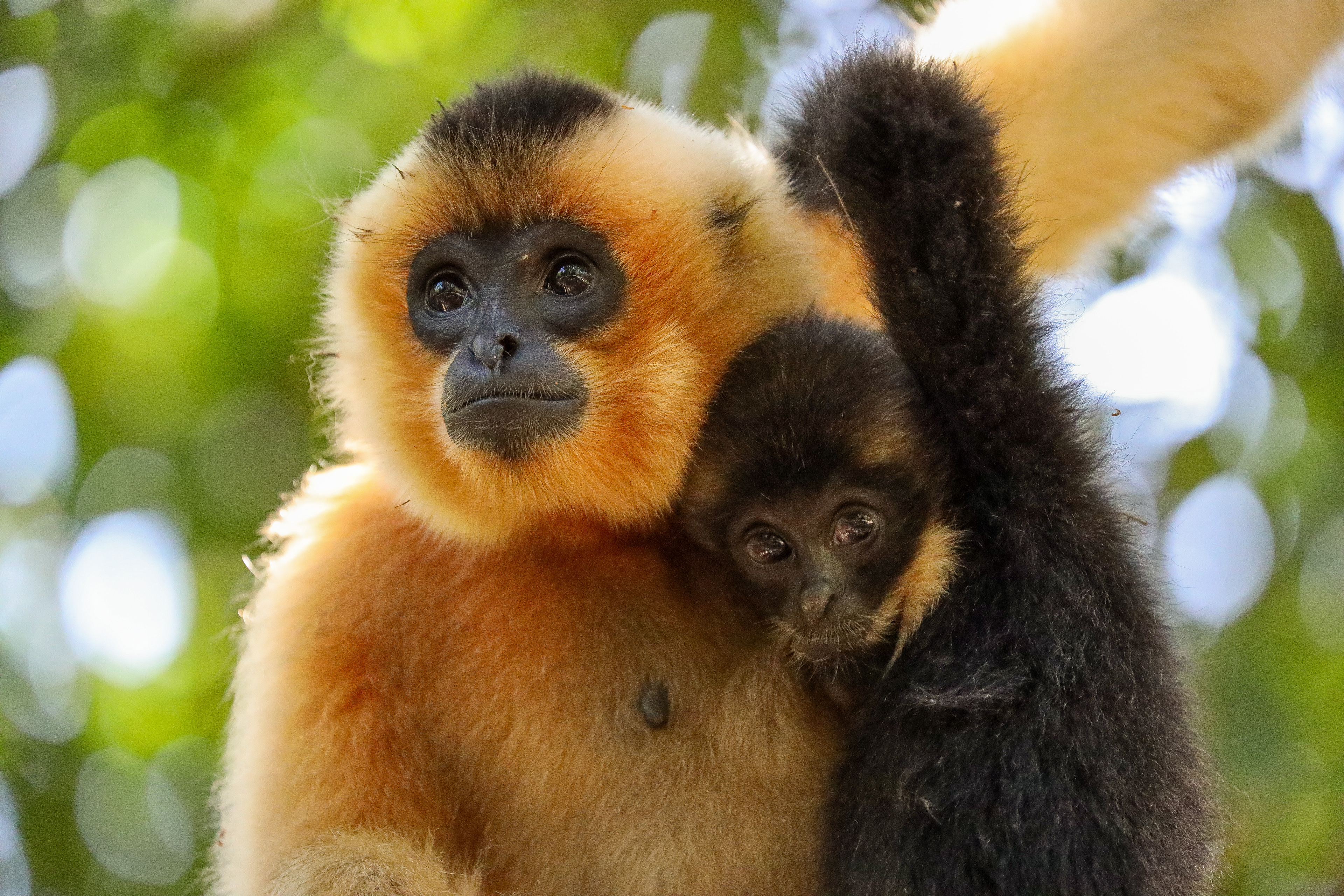 MKPHOTO, Tierfotograf Aarau, Wildtiere in Südostasien, Gibbon Mutter mit Baby im Cat Tien Nationalpark in Vietnam. 