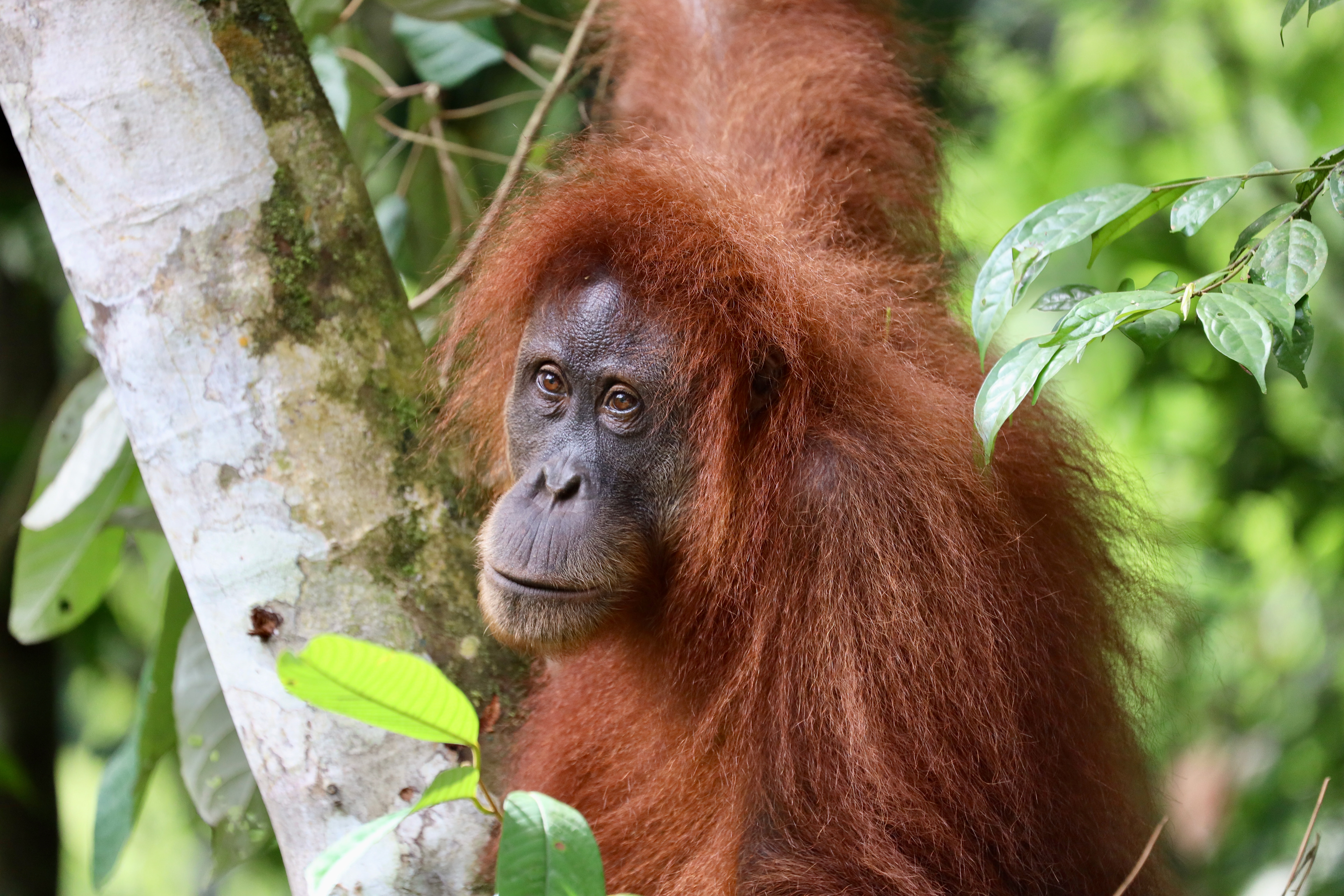 MKPHOTO, Tierfotograf Aarau, Wildtiere in Südostasien, Orangutan Mutter im Gurung Leuser Nationalpark in Sumatra. 