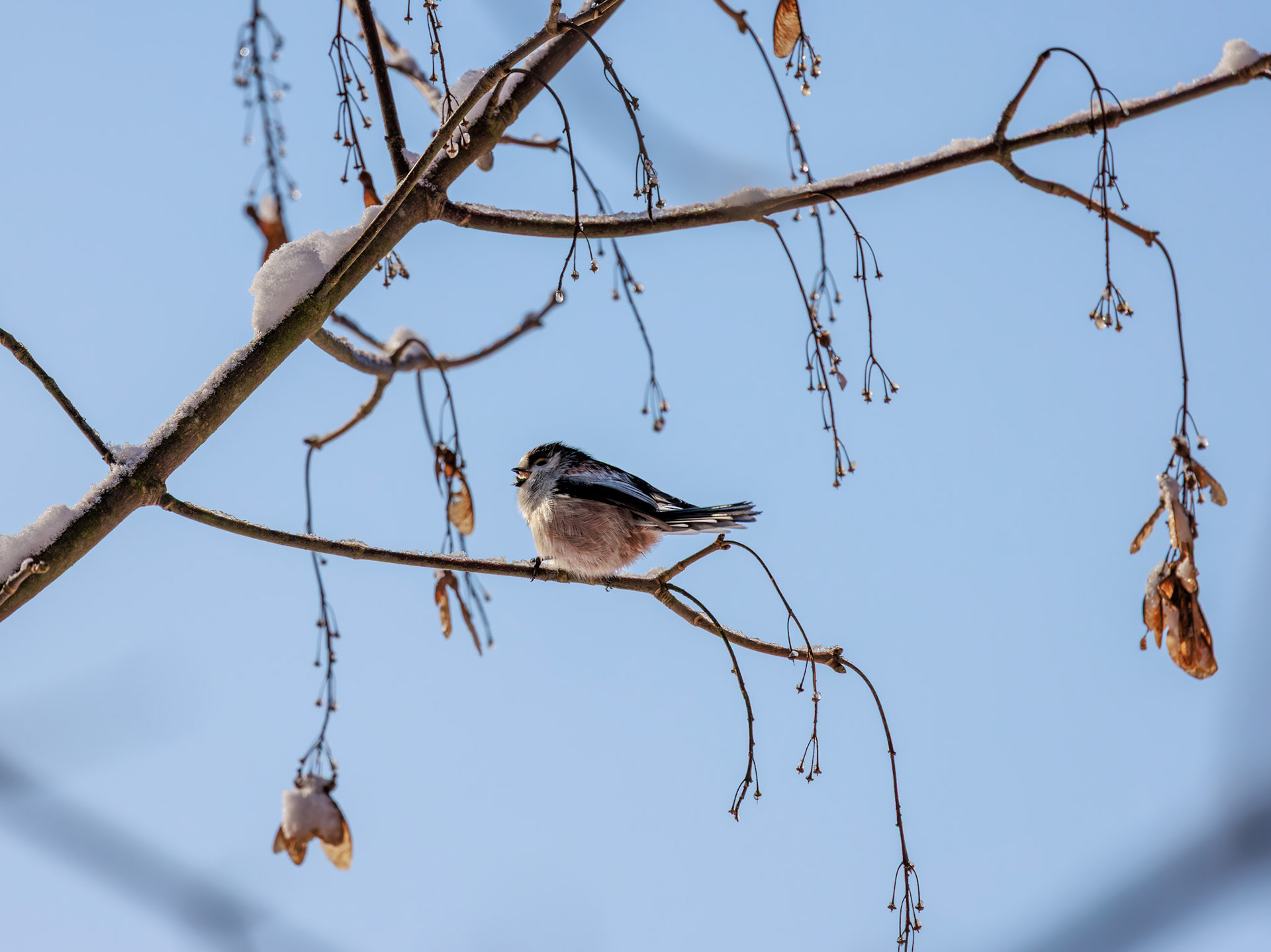Schwanzmeise / Long-tailed tit