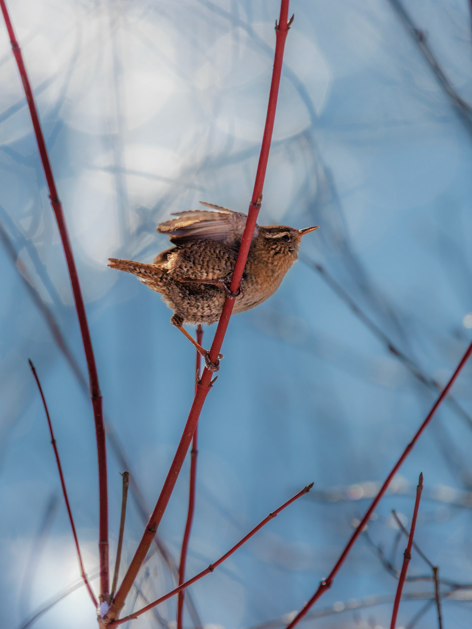 Zaunkönig / Wren