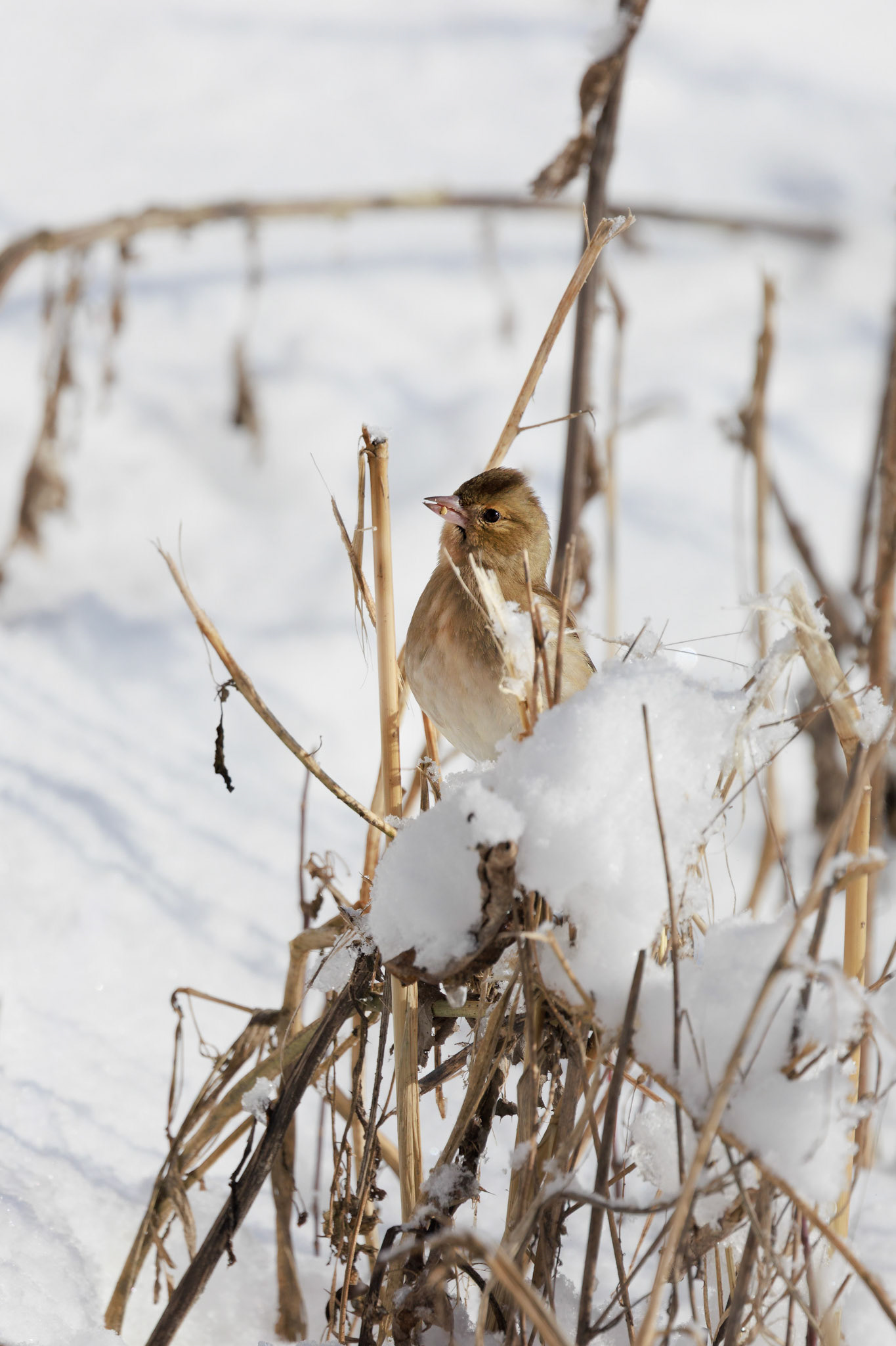 Buchfink / Chaffinch