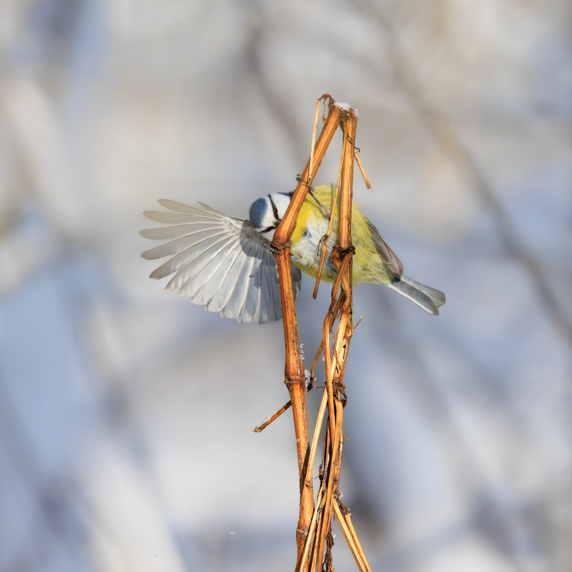 Blaumeise / Blue tit