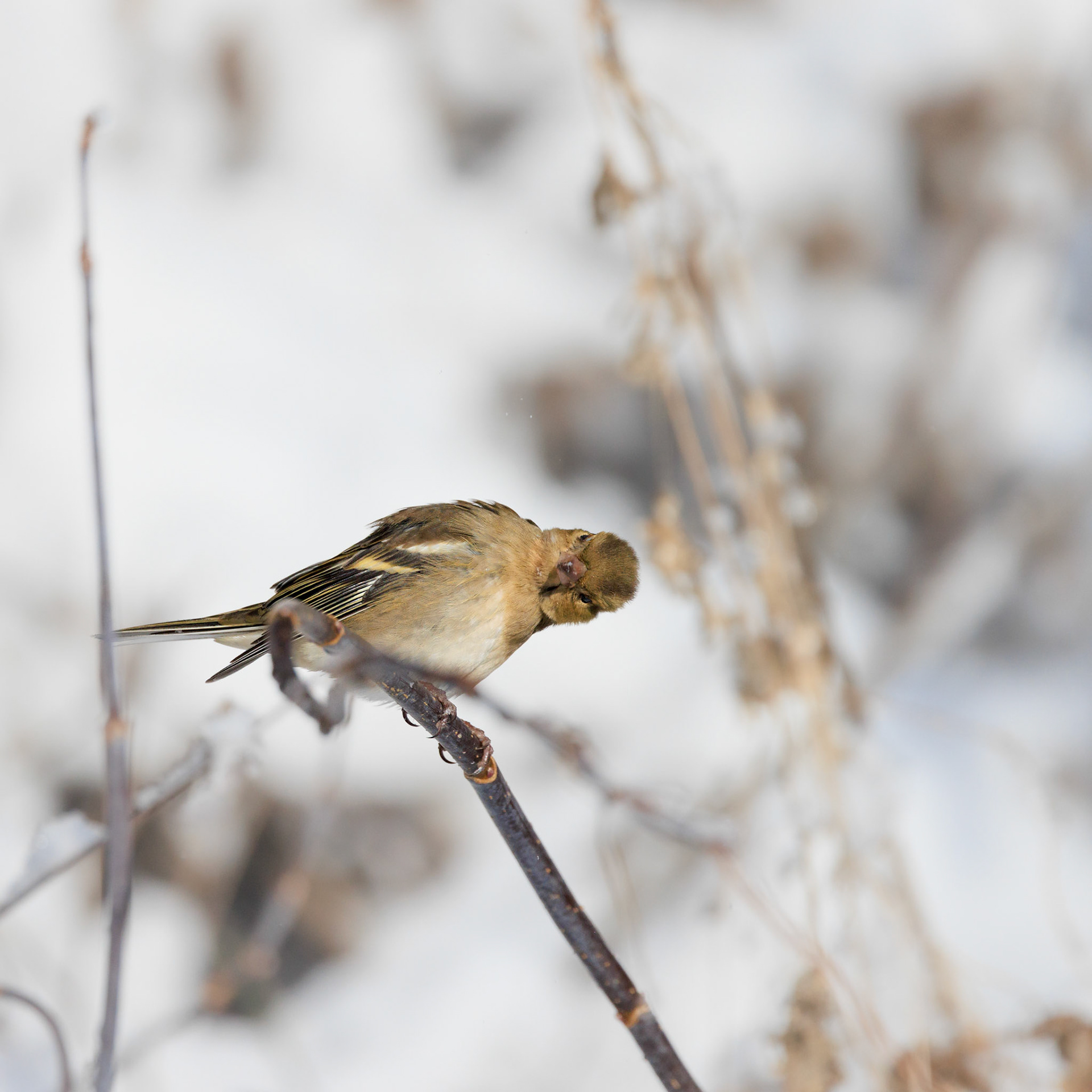 Buchfink / Chaffinch