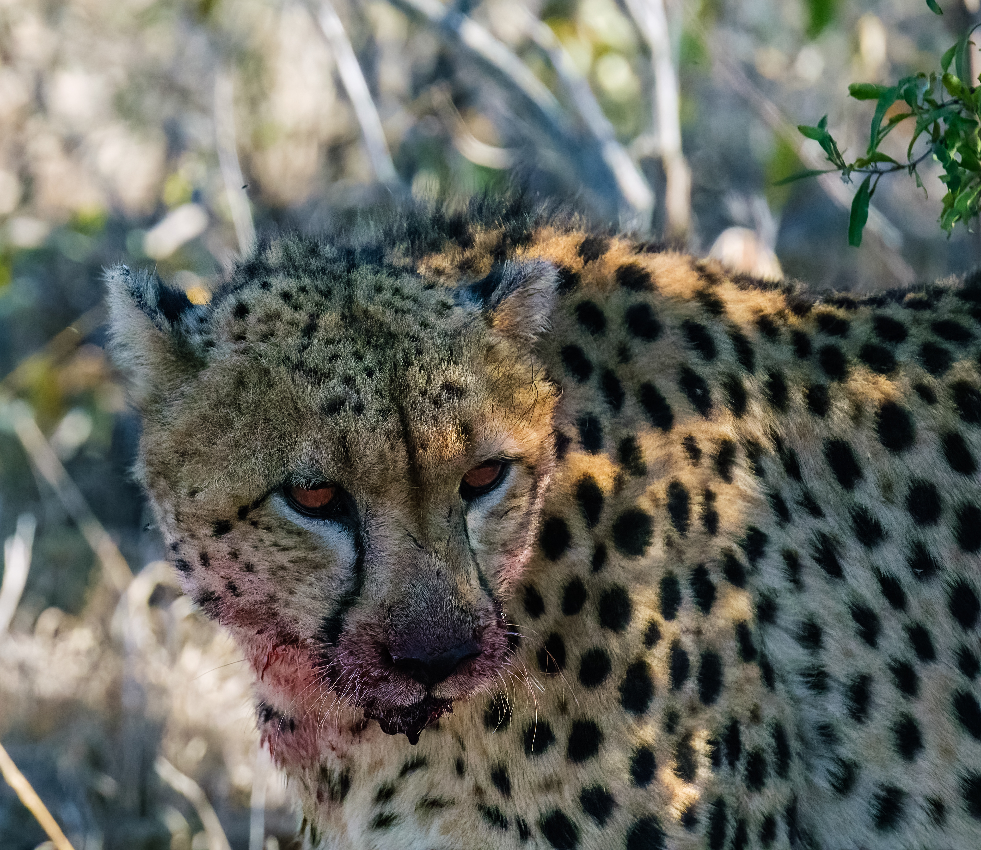 Cheetah while eating kill