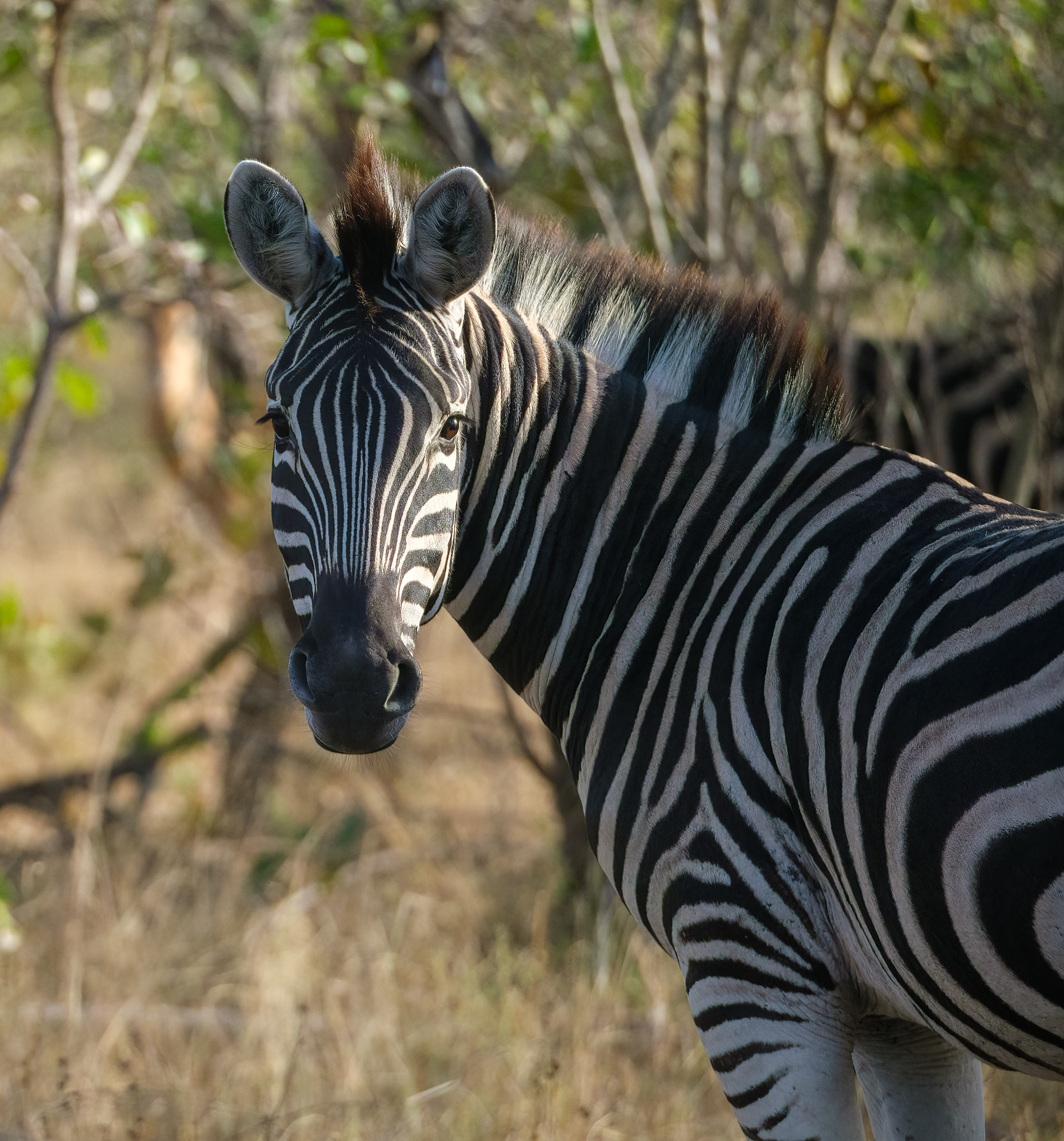 Zebra