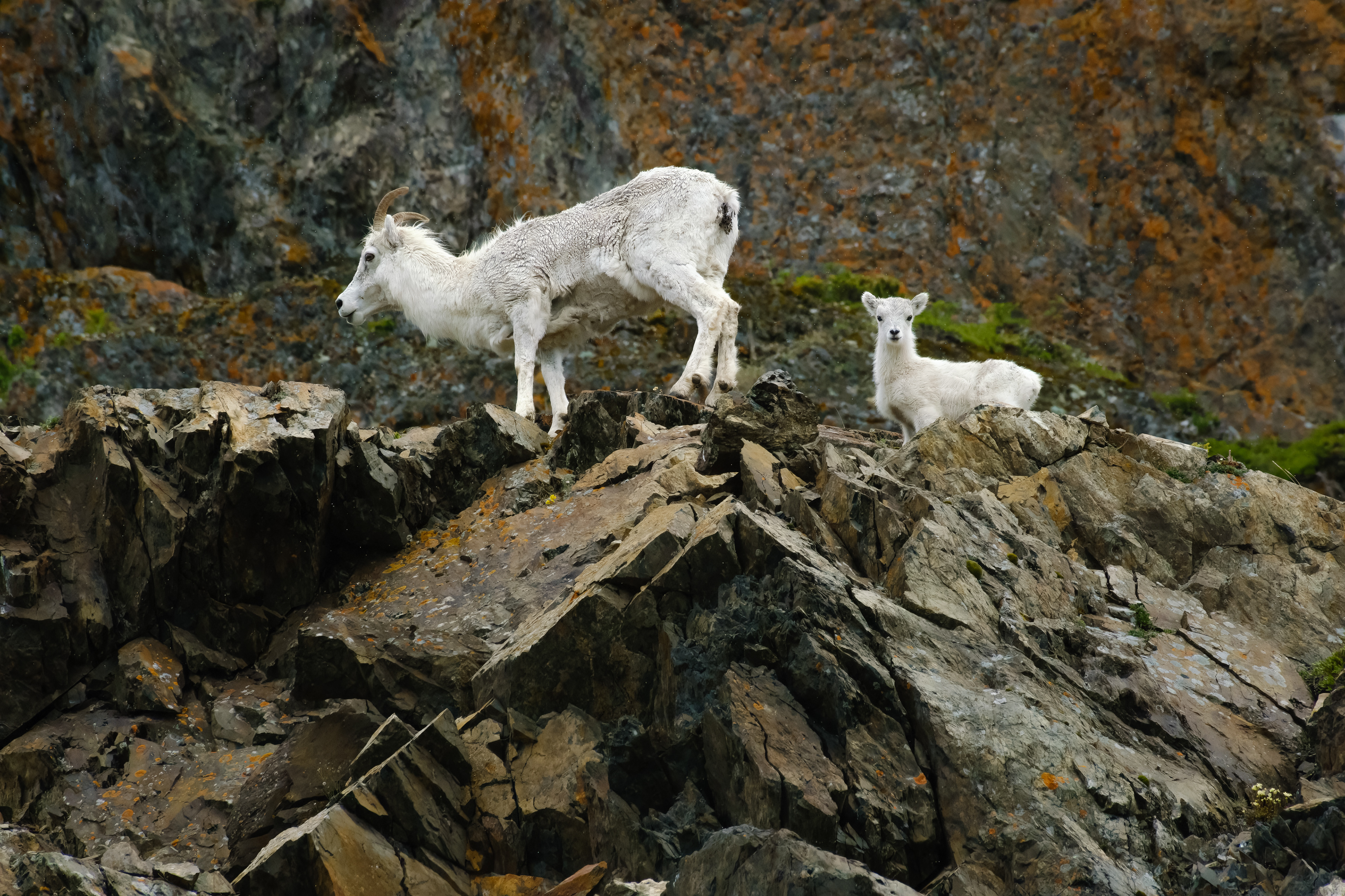 Dall Sheep