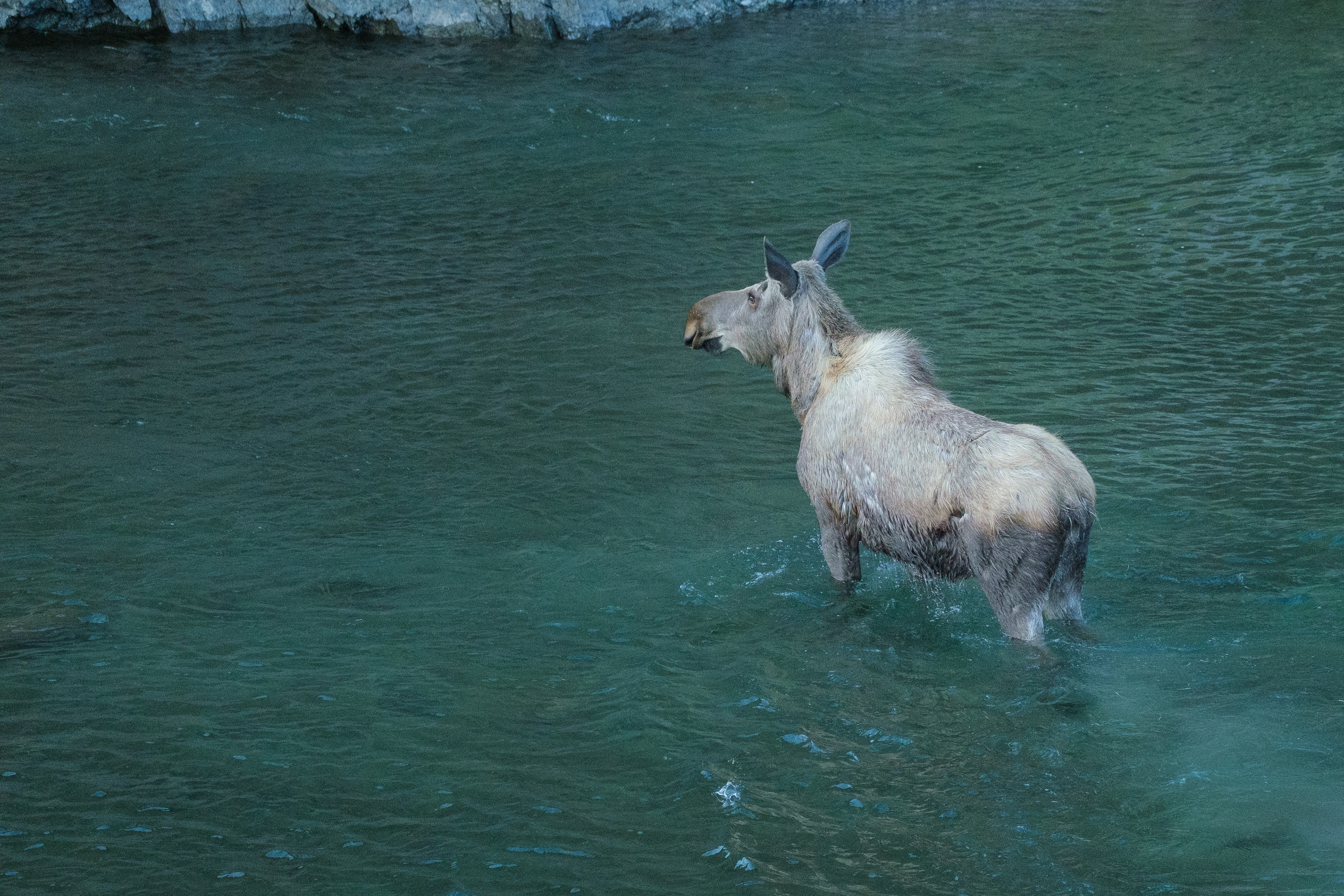 Mother moose in McHugh Creek