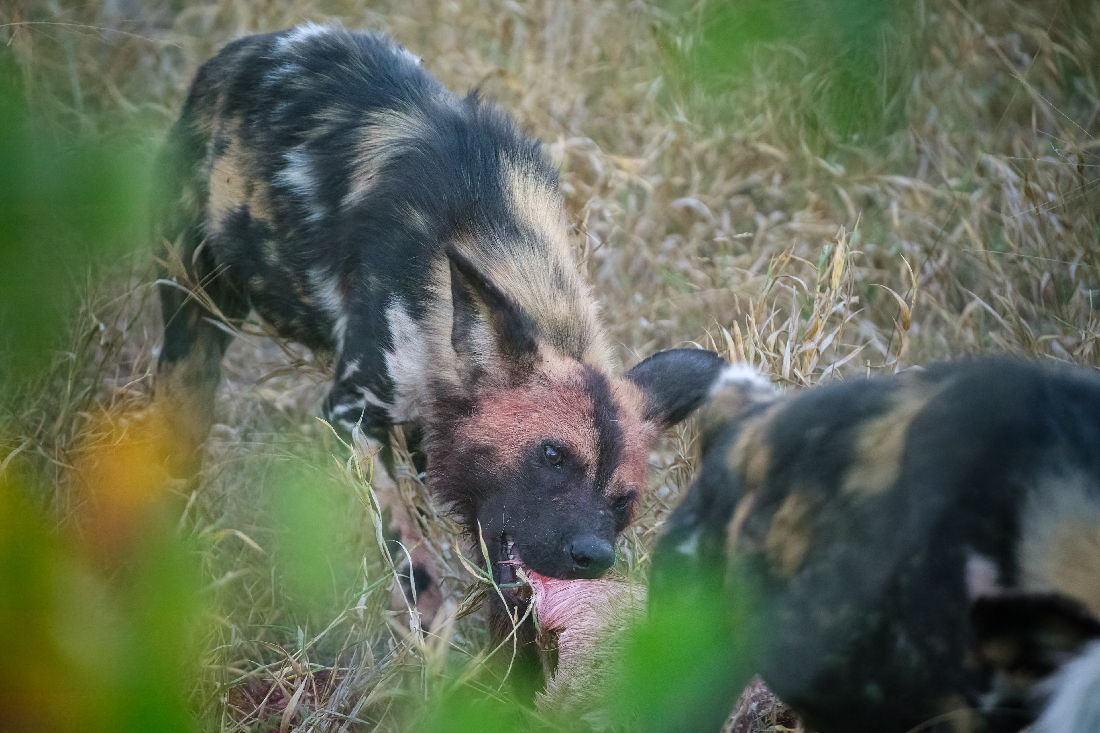 African wild dogs fighting over a kill
