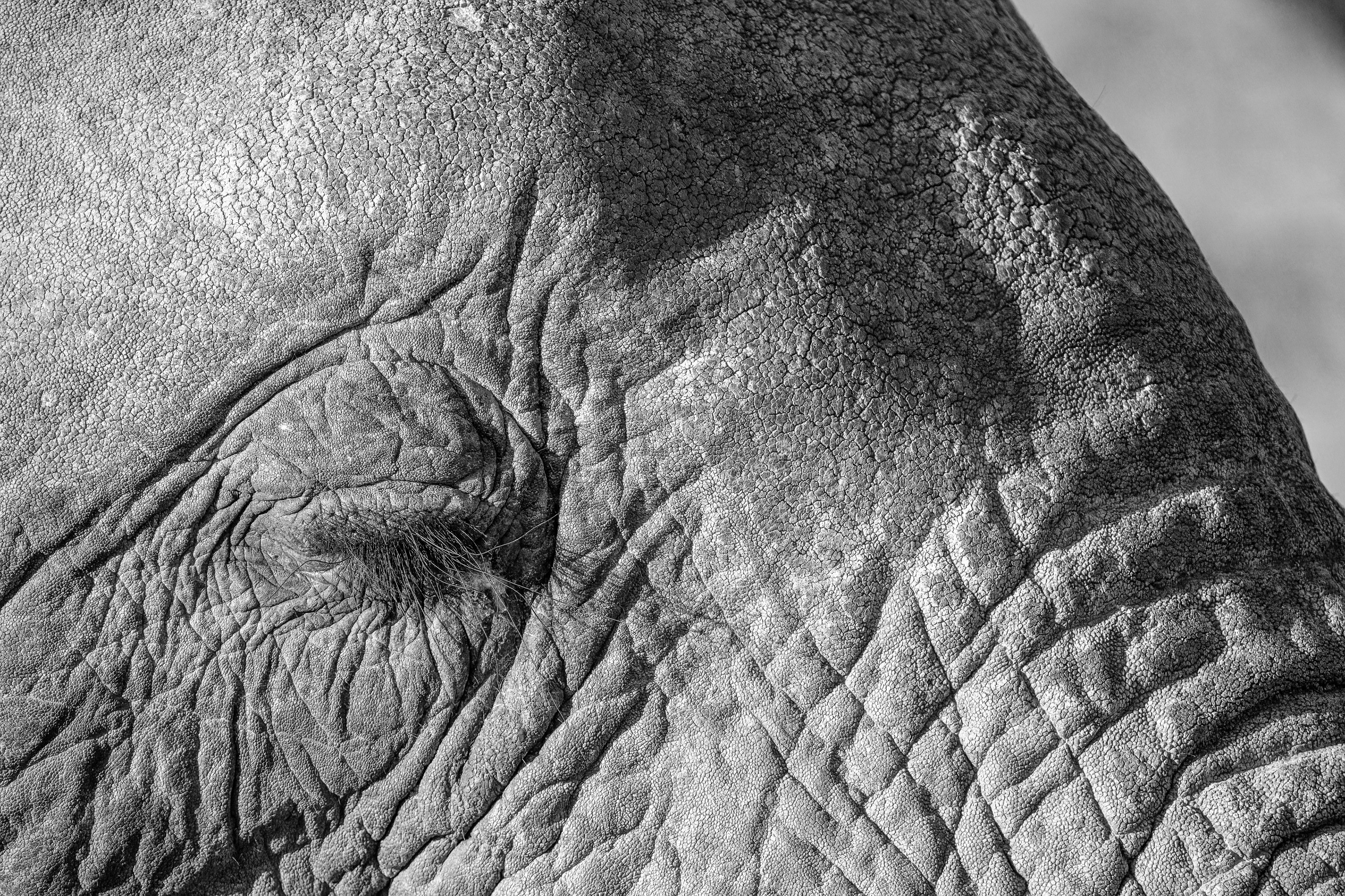 Elephant face closeup