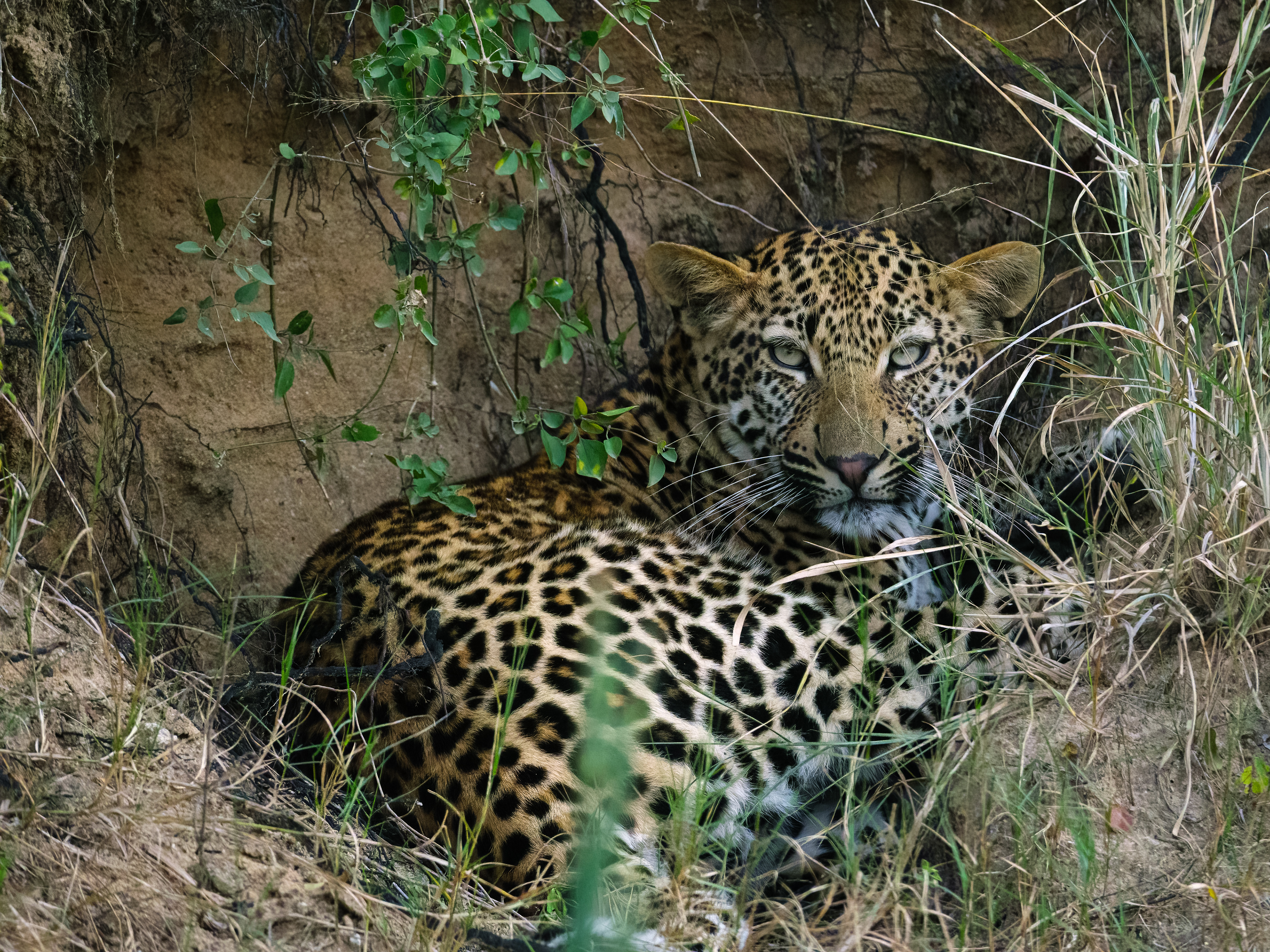 Juvenile leopard