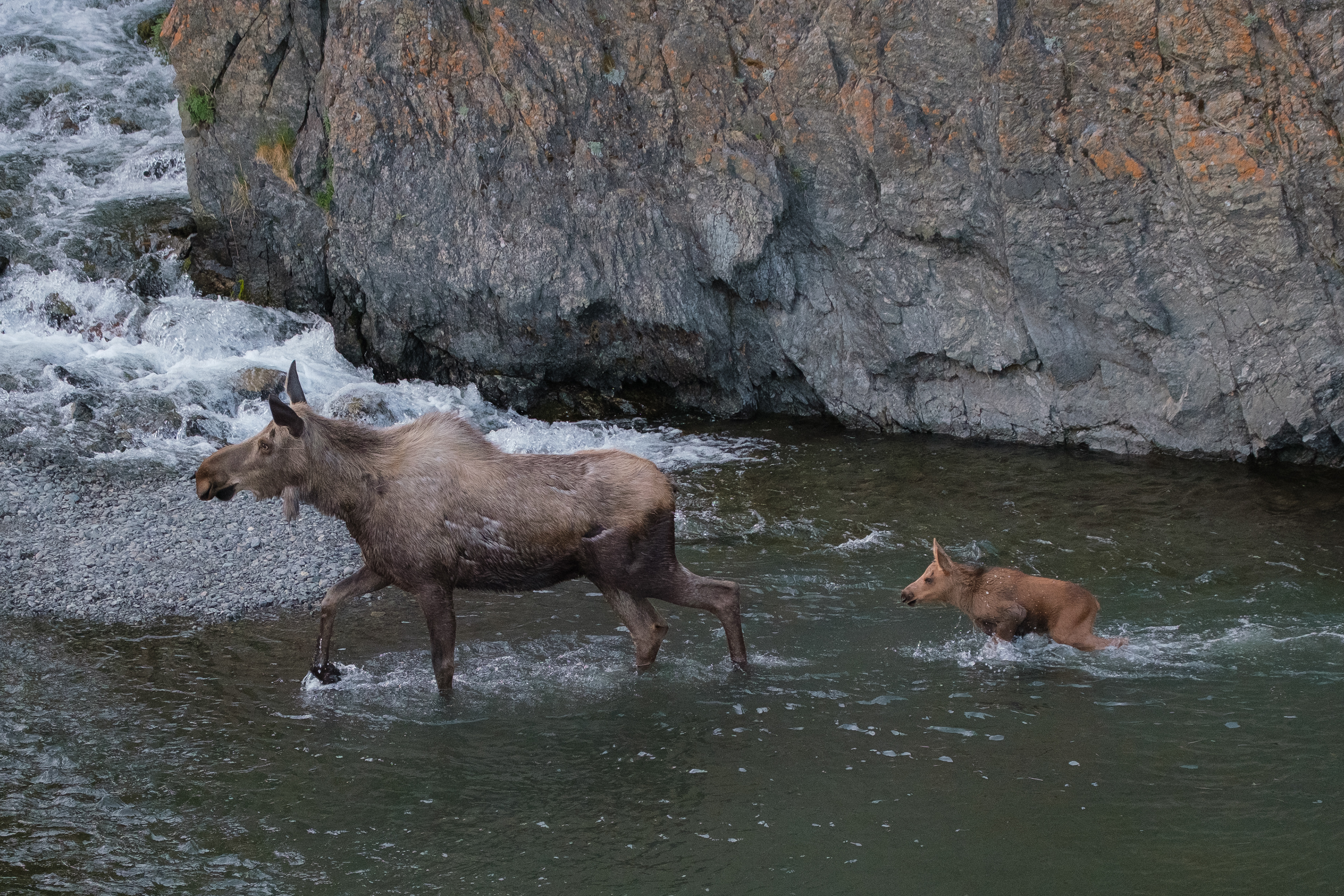 Leading the way across McHugh Creek