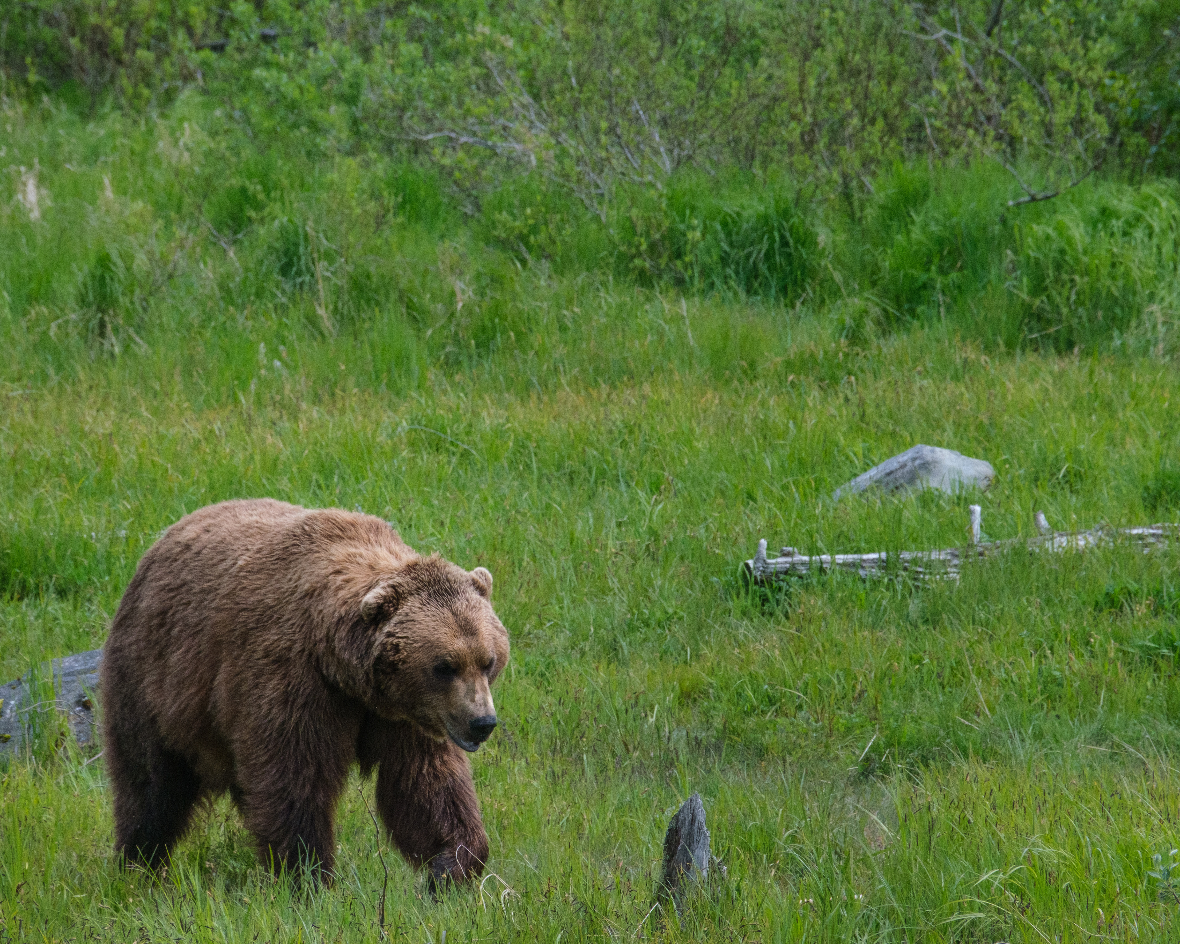 Coastal brown bear