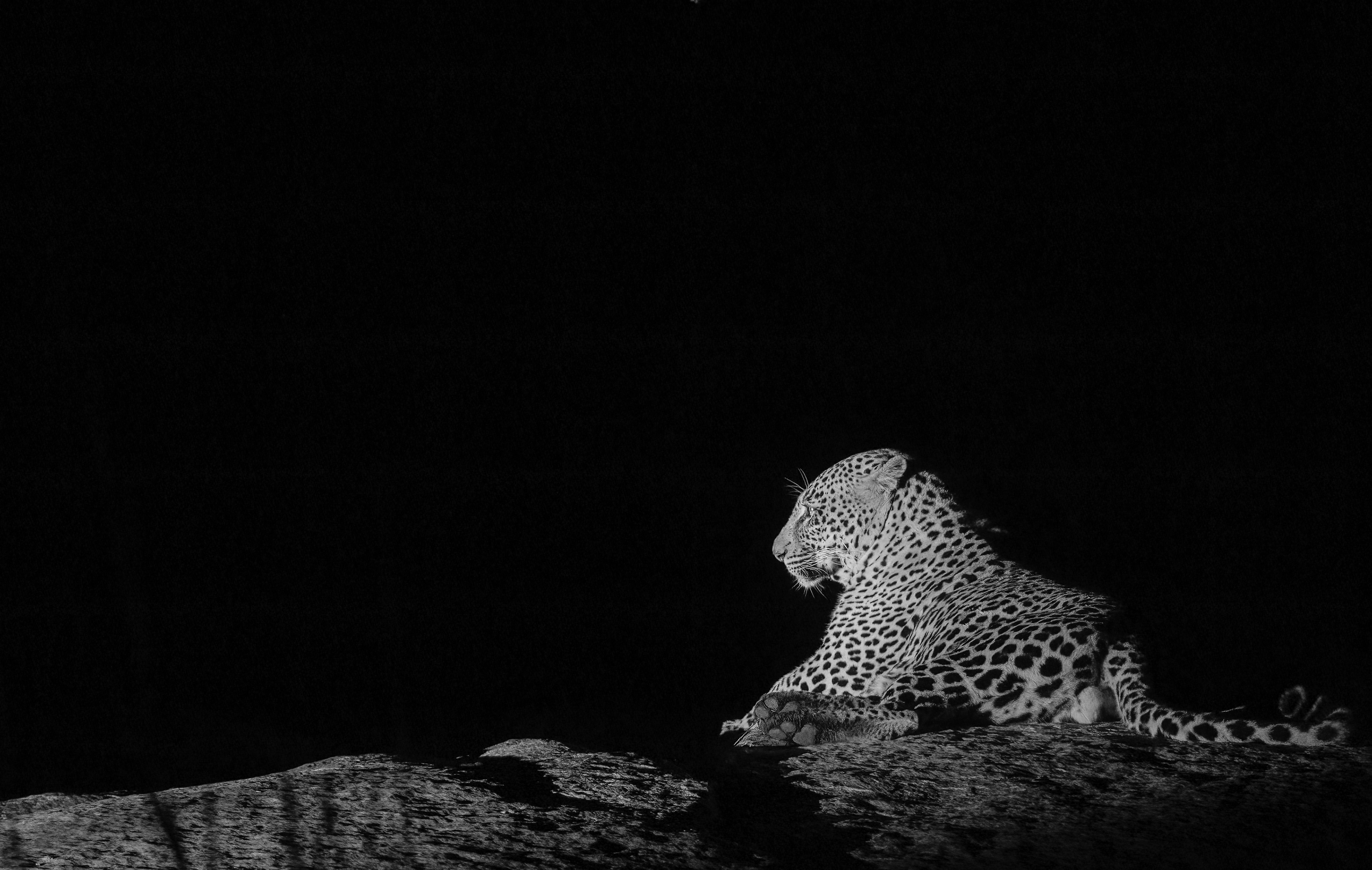 Low key leopard with rock