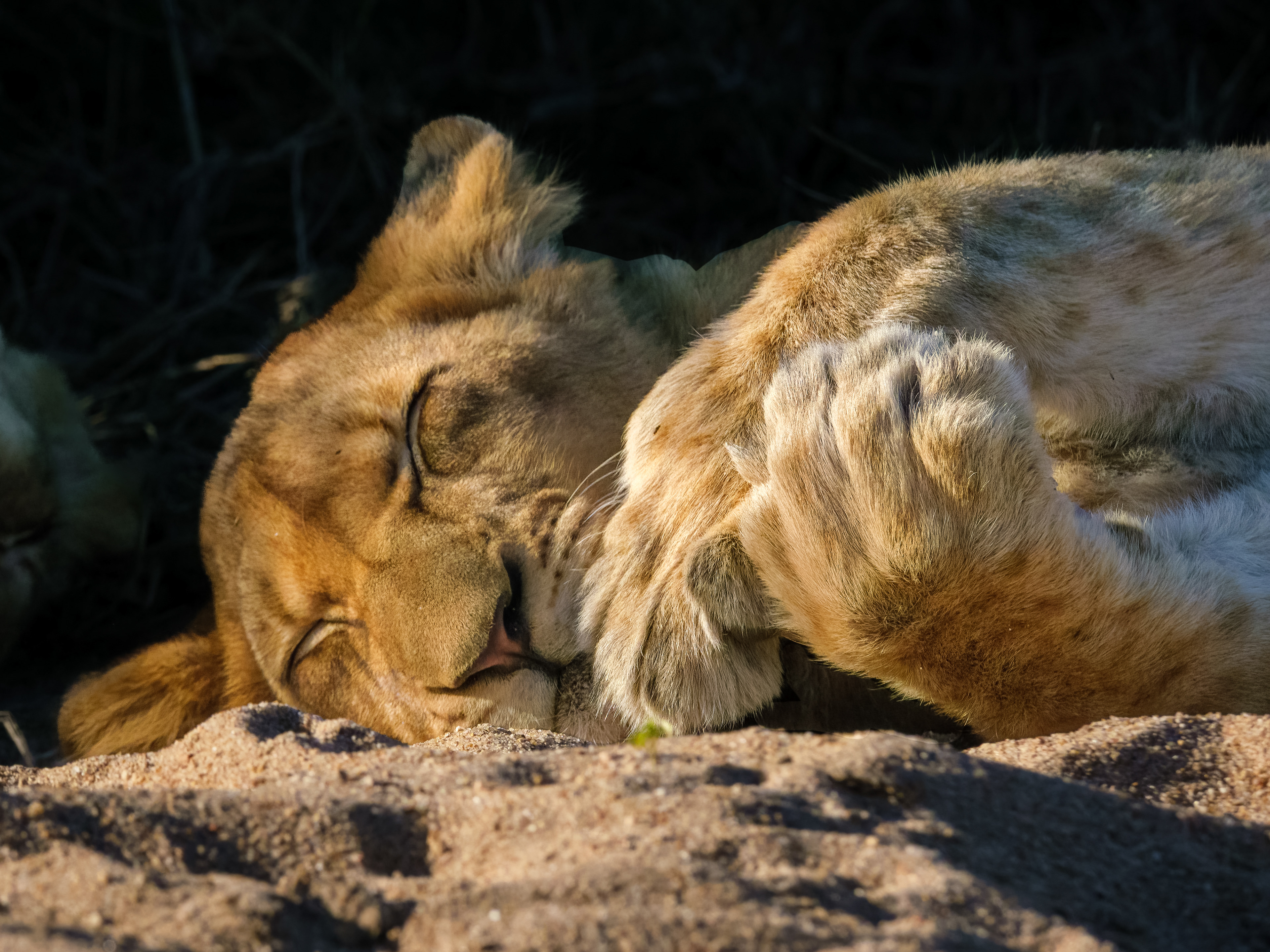 Sleeping juvenile lion