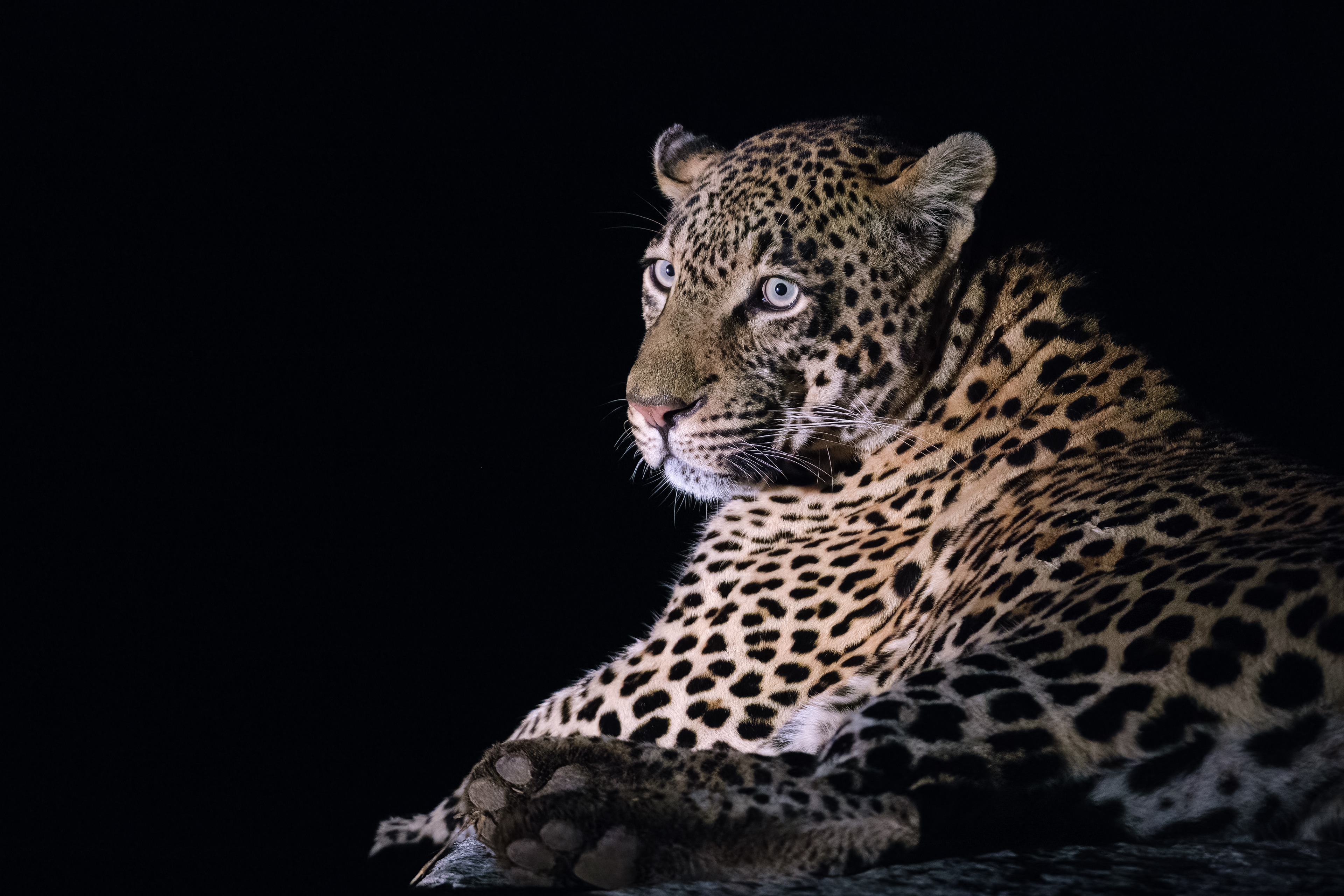 Low key leopard looking over